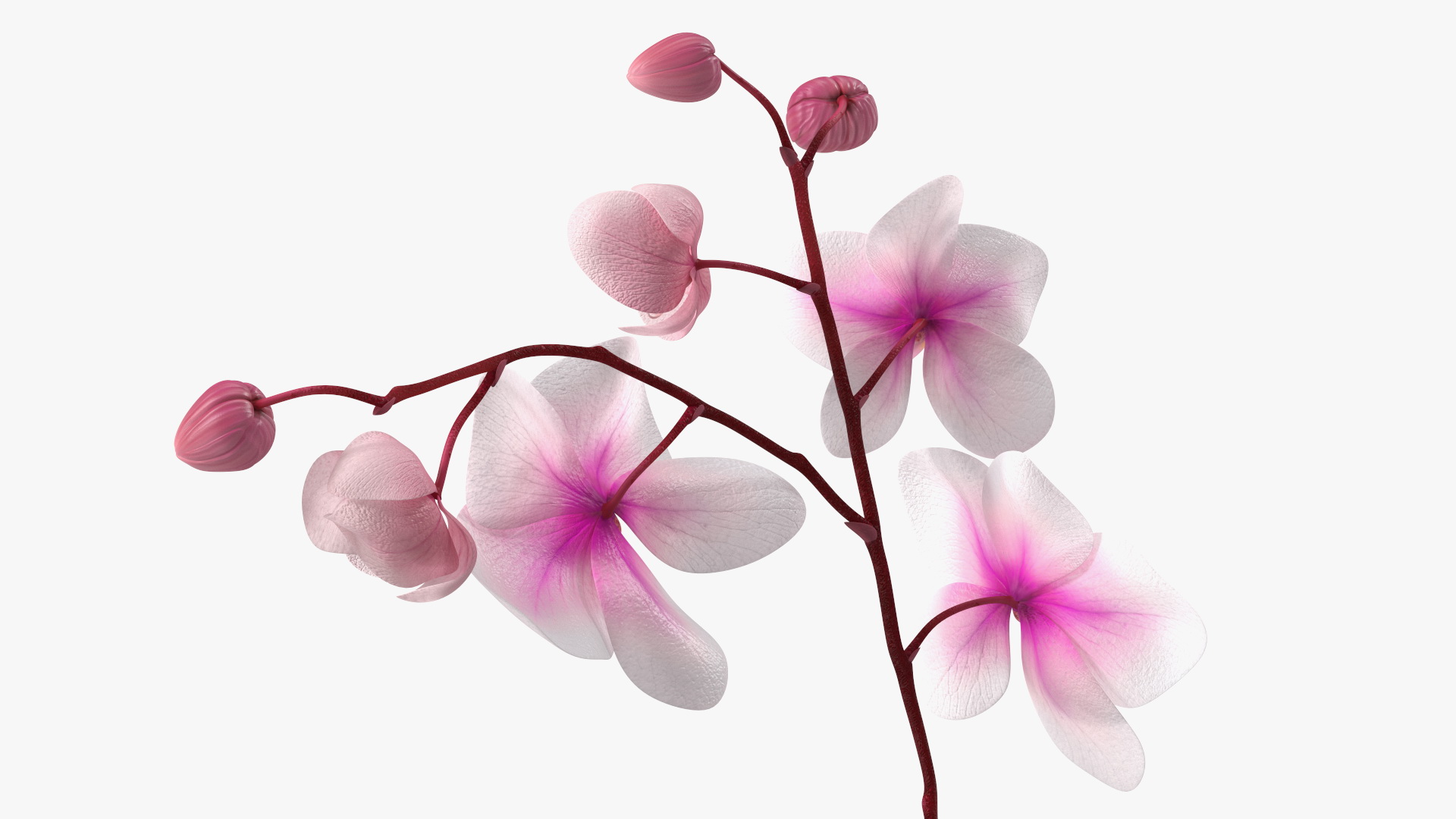 3D model Phalaenopsis Orchid Plant