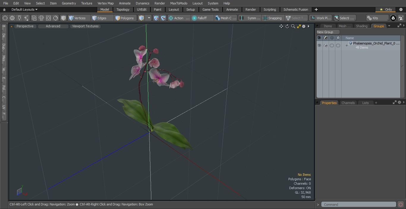 3D model Phalaenopsis Orchid Plant