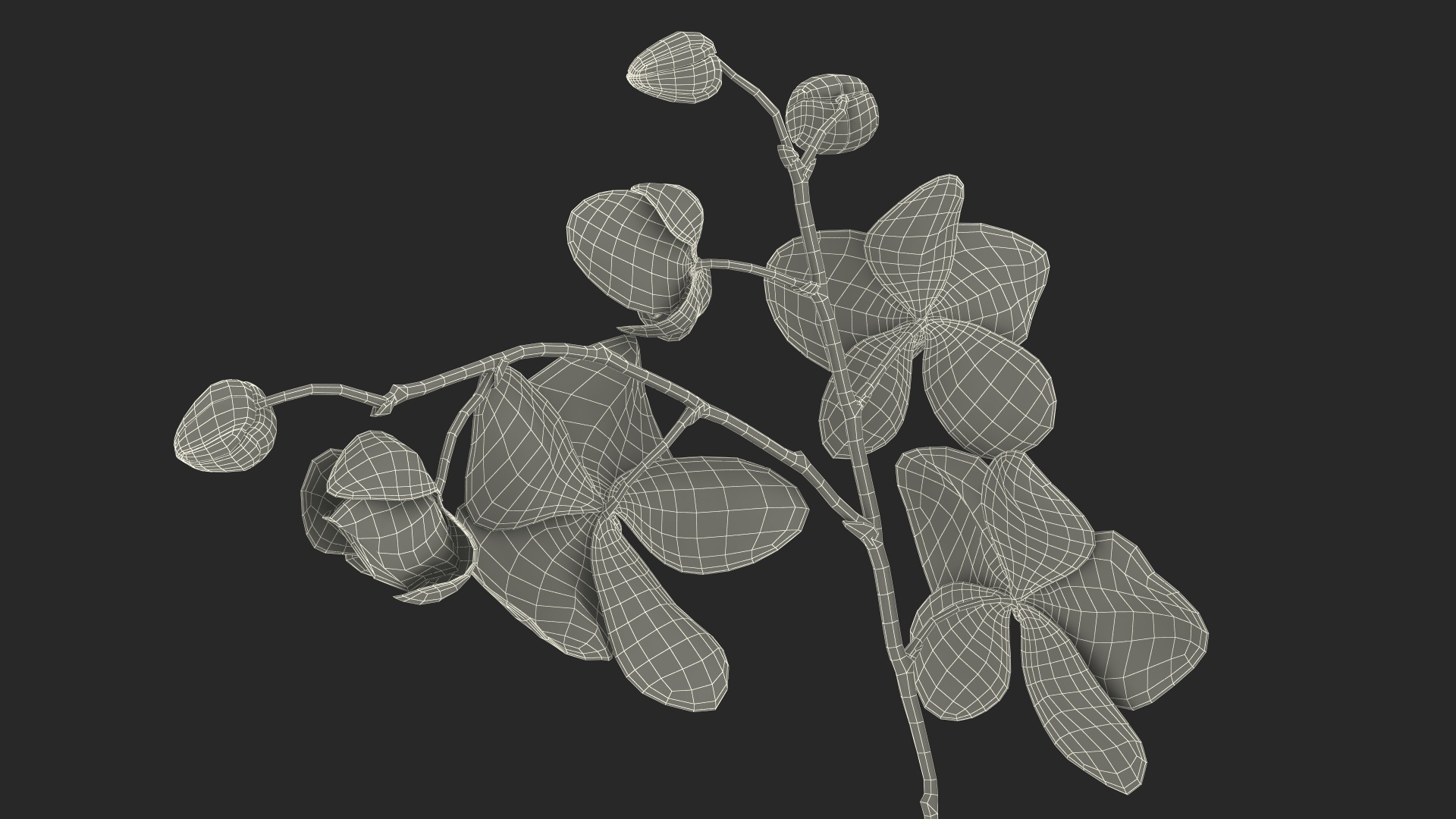3D model Phalaenopsis Orchid Plant