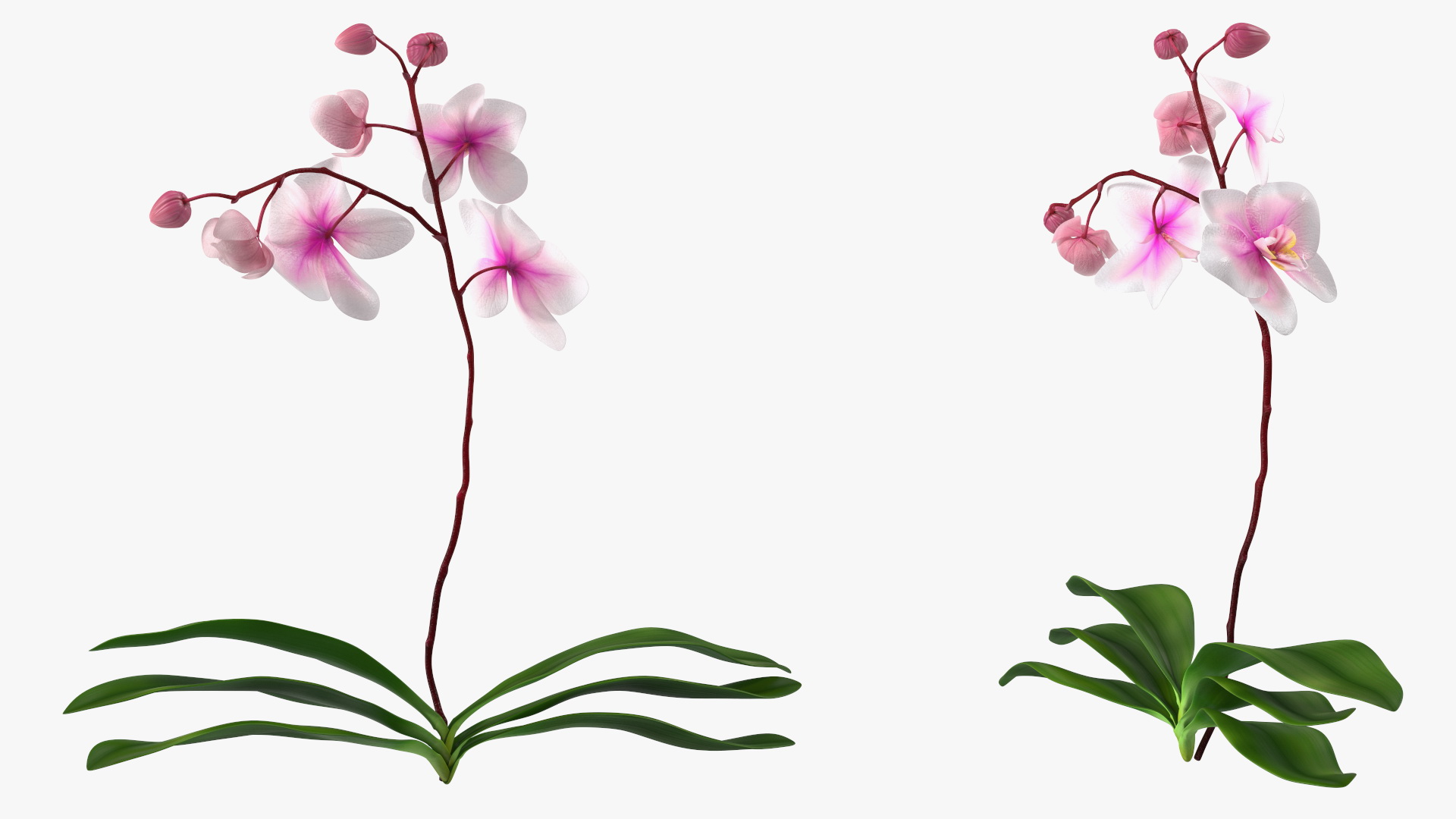 3D model Phalaenopsis Orchid Plant