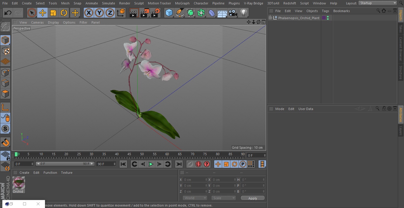 3D model Phalaenopsis Orchid Plant