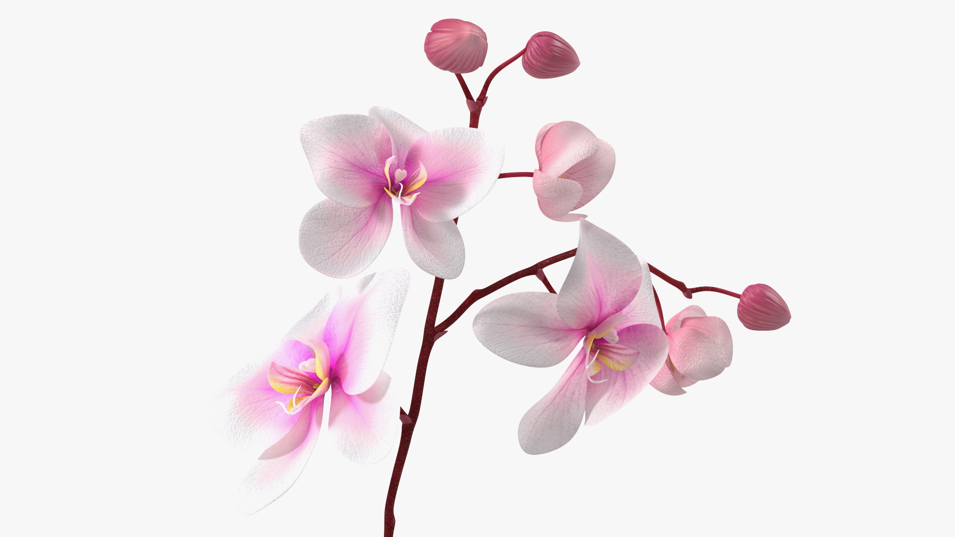 3D model Phalaenopsis Orchid Plant