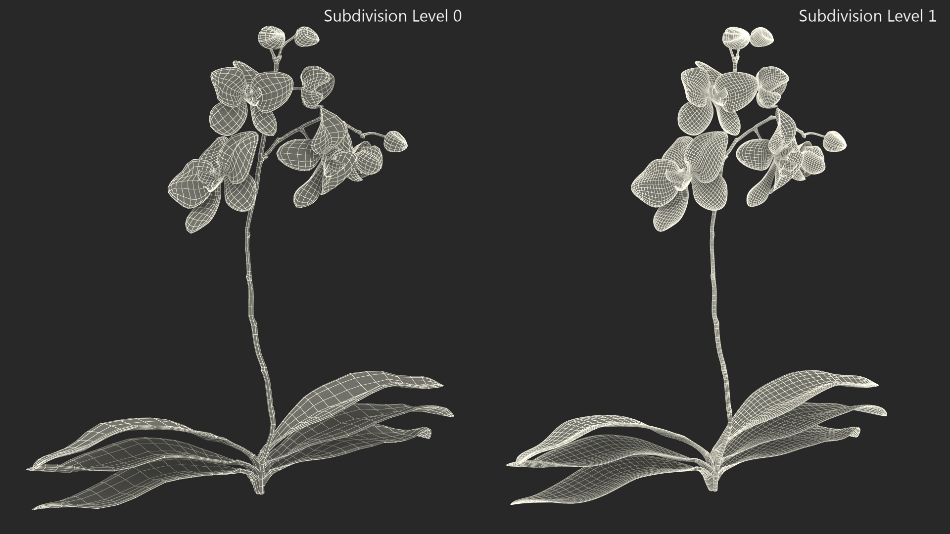 3D model Phalaenopsis Orchid Plant