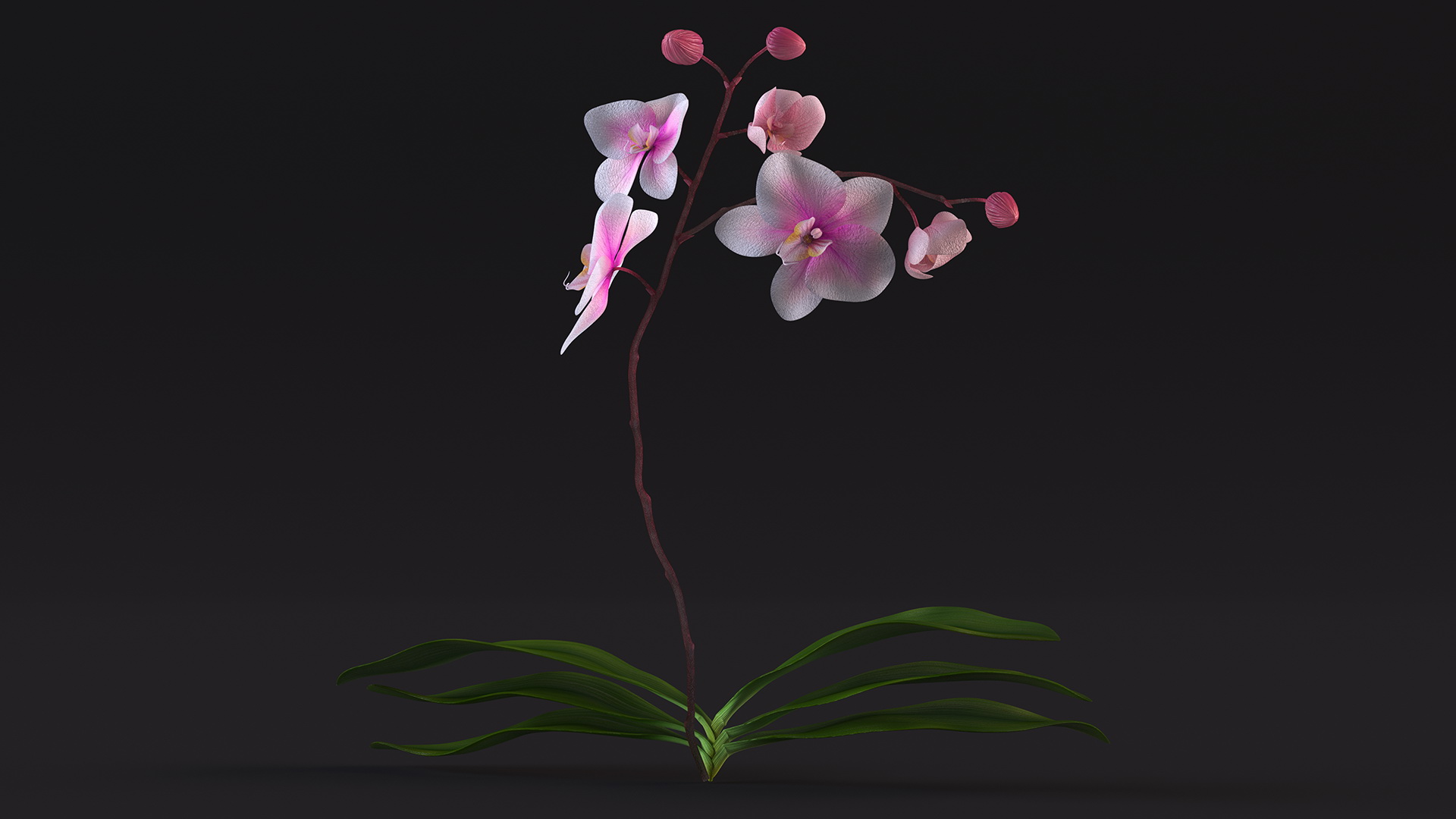 3D model Phalaenopsis Orchid Plant