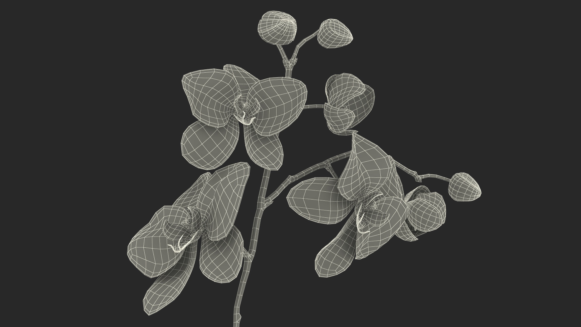 3D model Phalaenopsis Orchid Plant