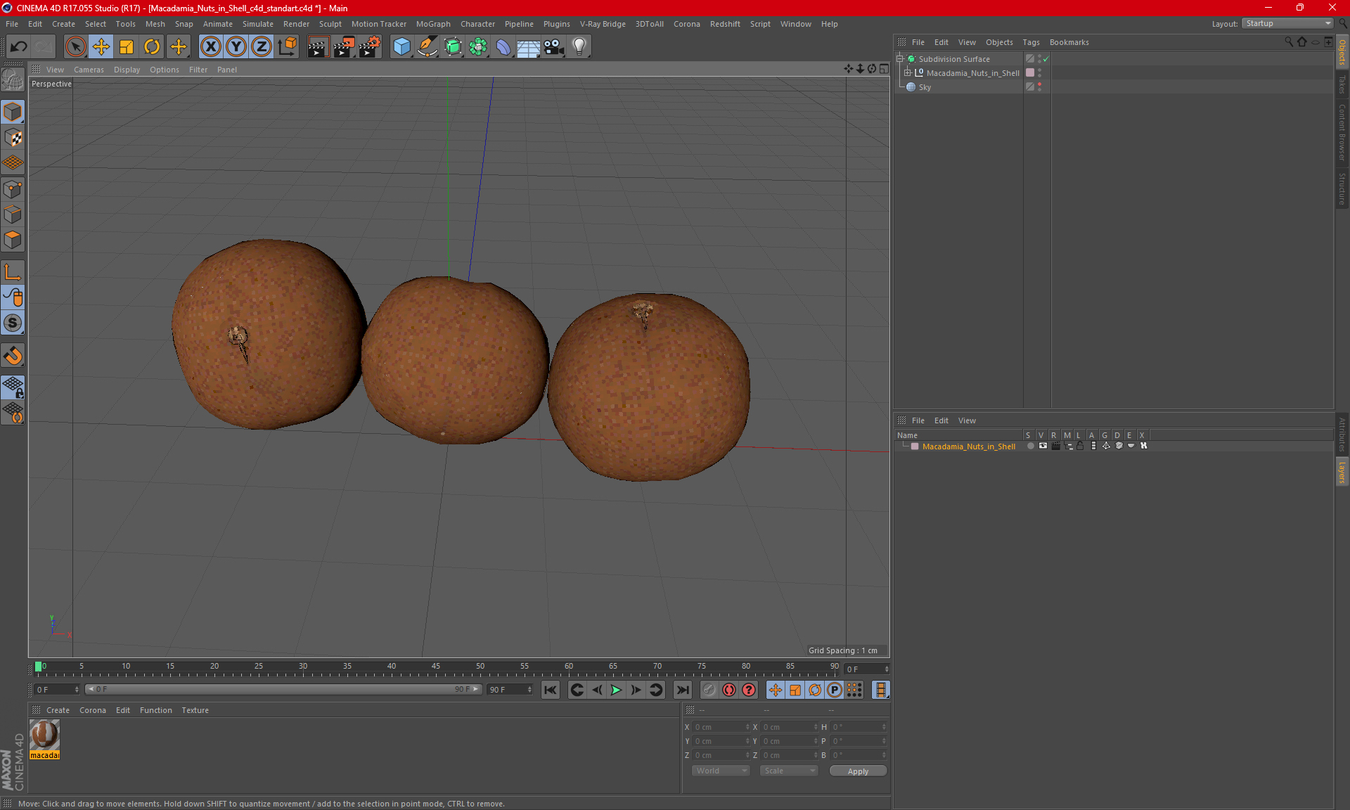 3D Macadamia Nuts in Shell model