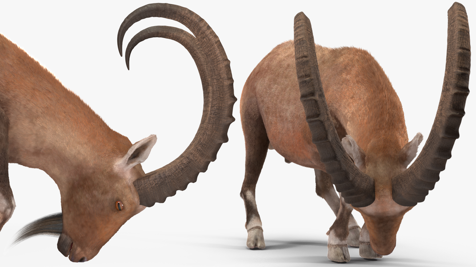 Alpine Ibex Fur Rigged 3D