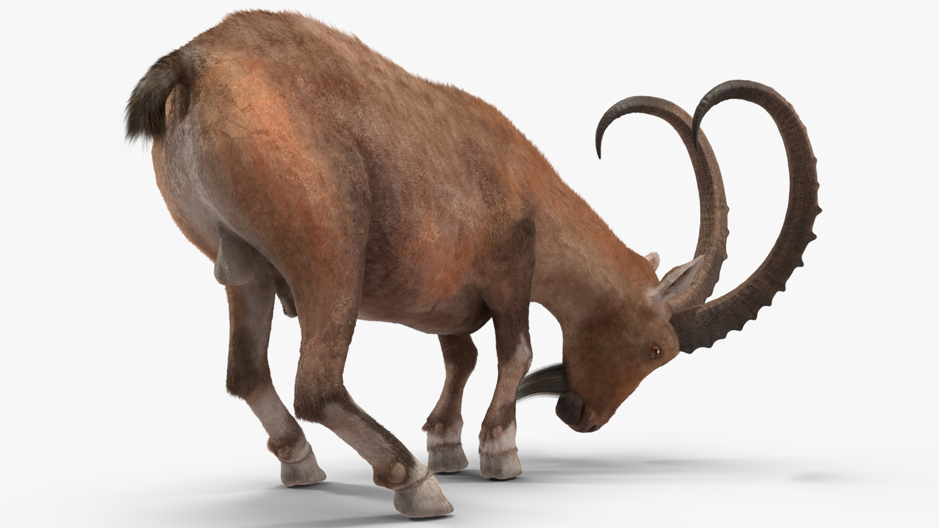 Alpine Ibex Fur Rigged 3D
