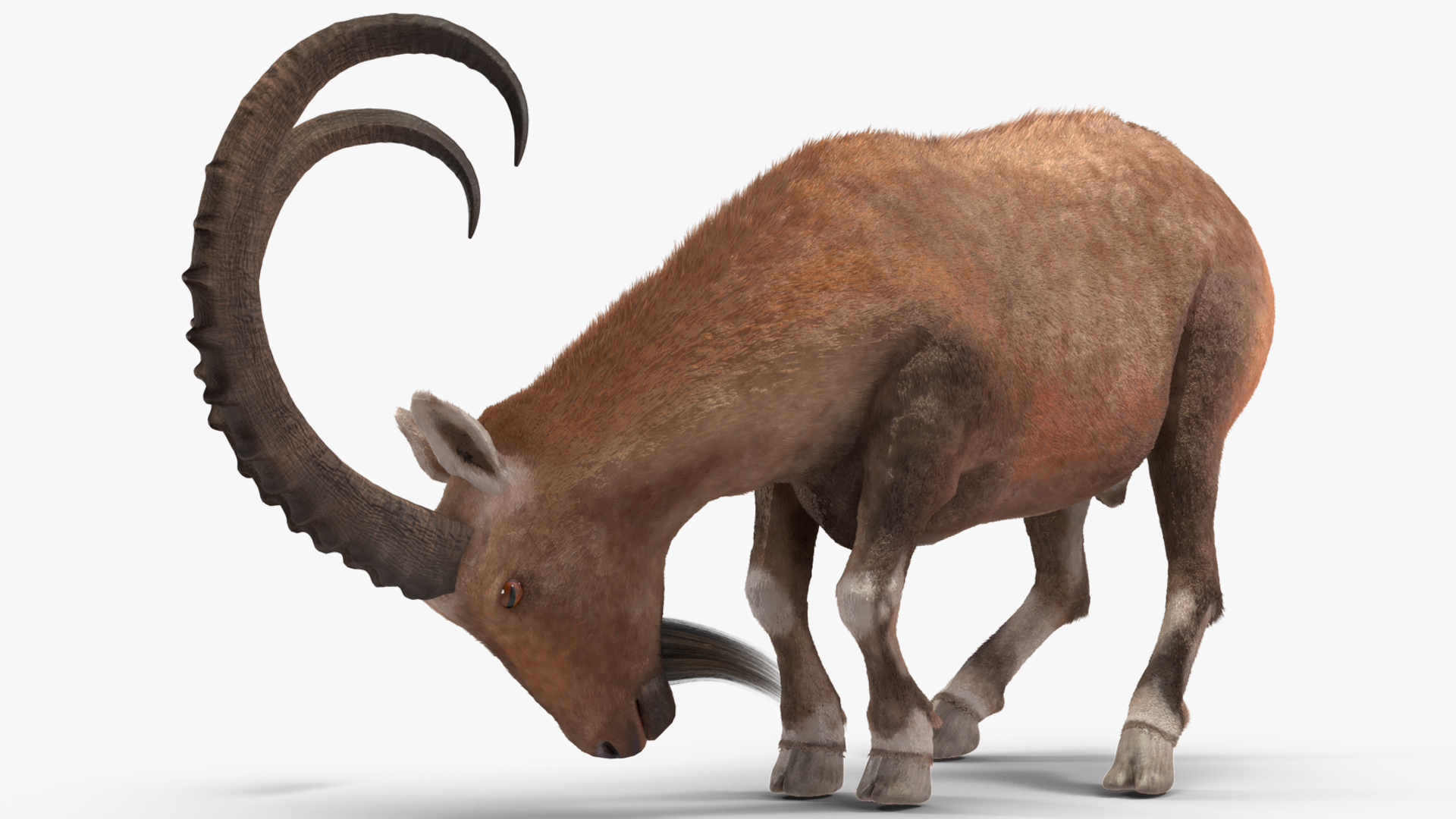 Alpine Ibex Fur Rigged 3D