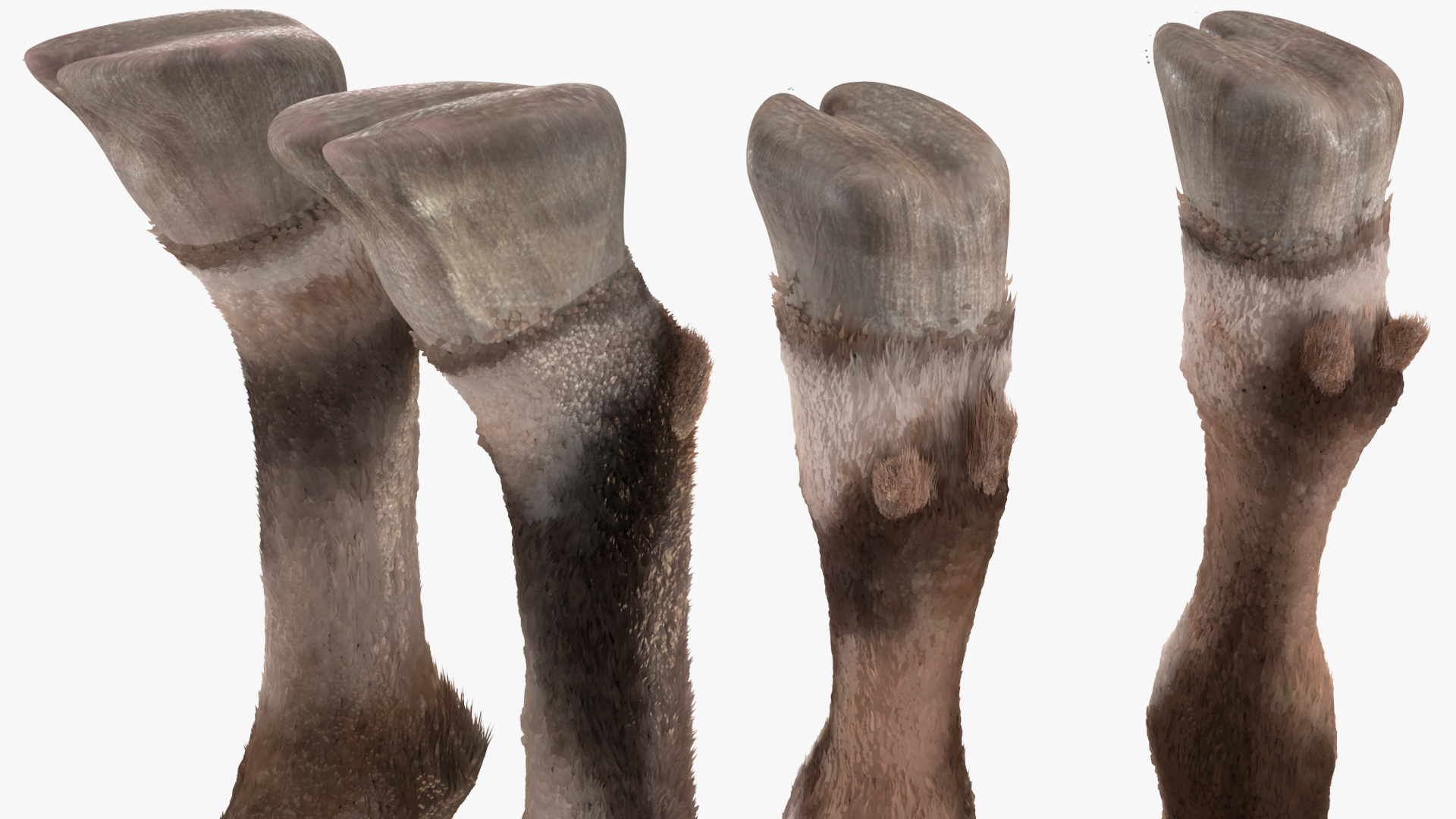 Alpine Ibex Fur Rigged 3D