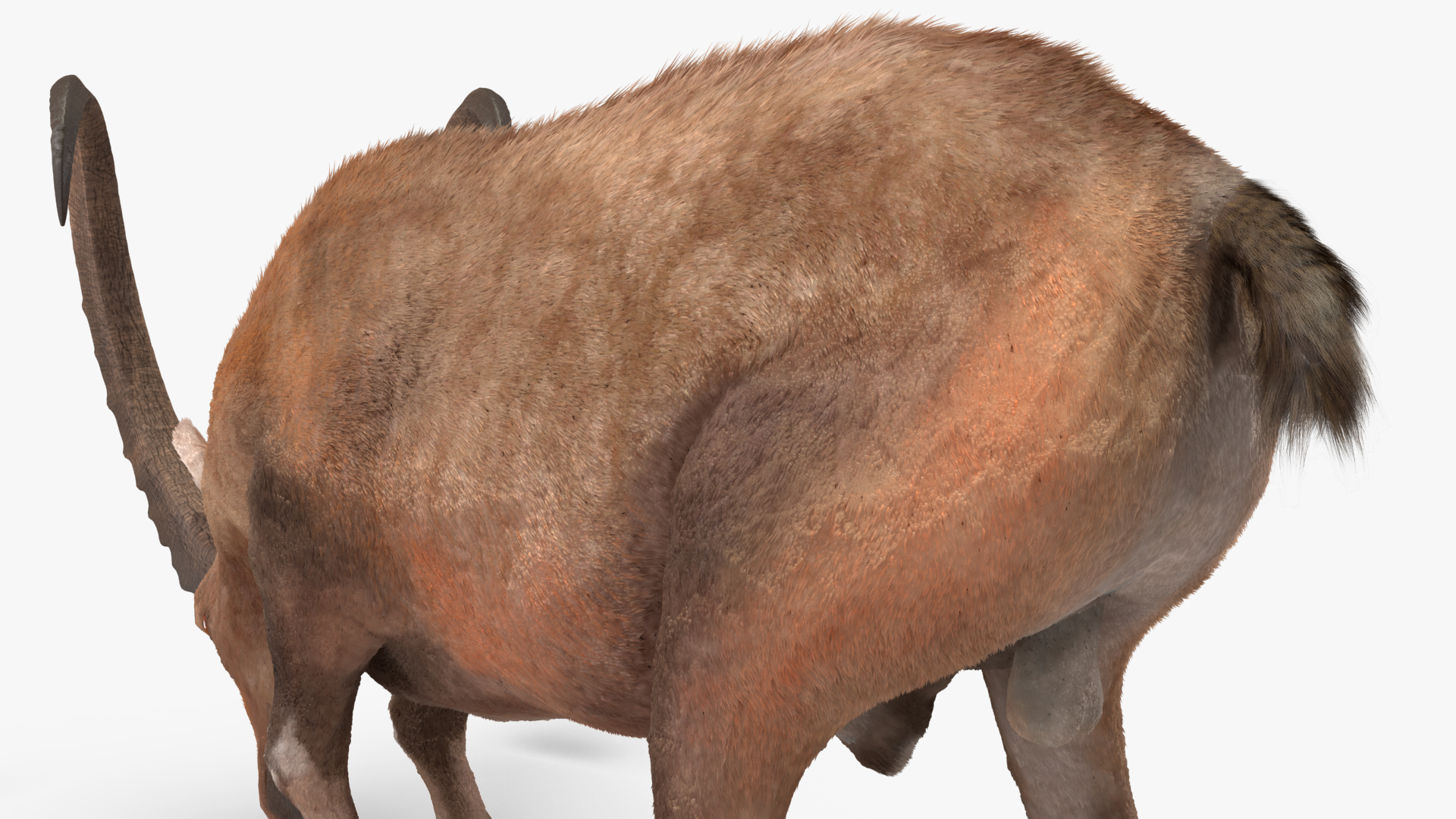 Alpine Ibex Fur Rigged 3D