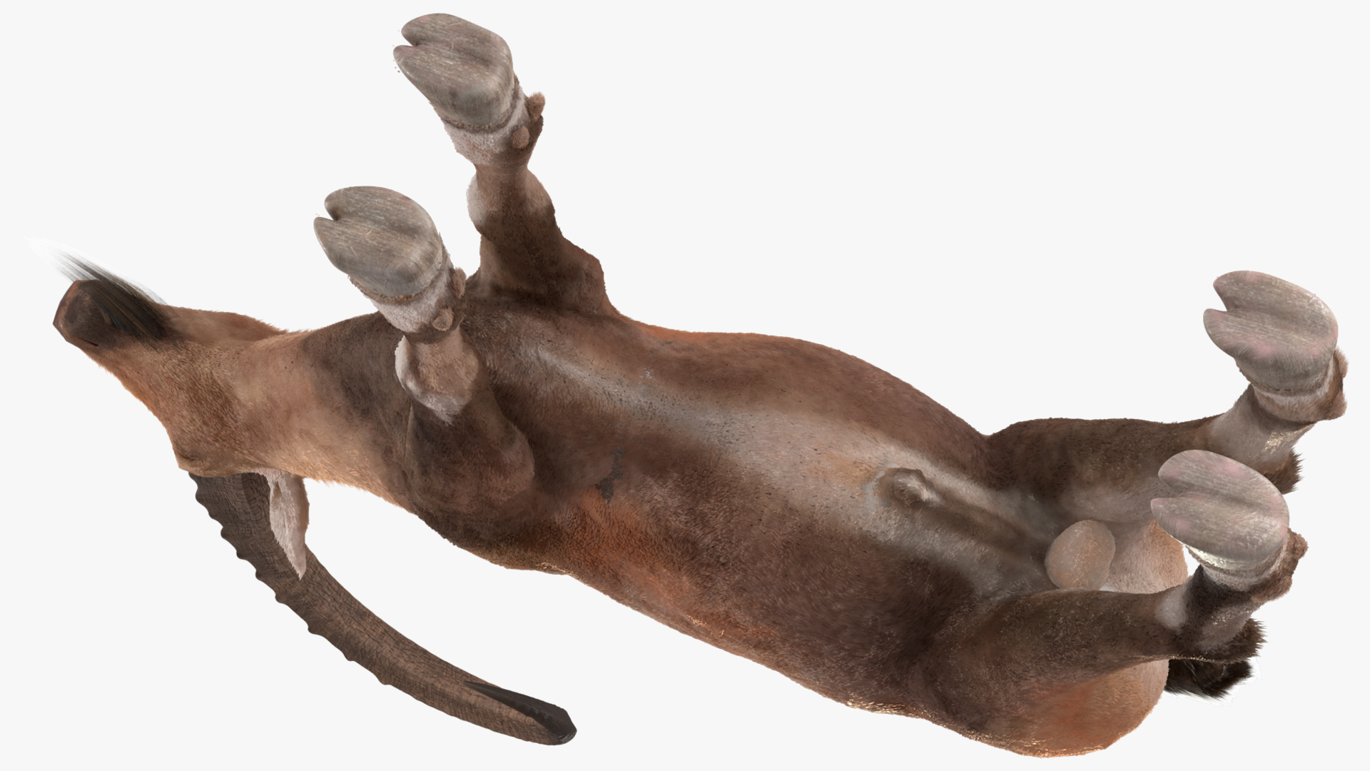 Alpine Ibex Fur Rigged 3D