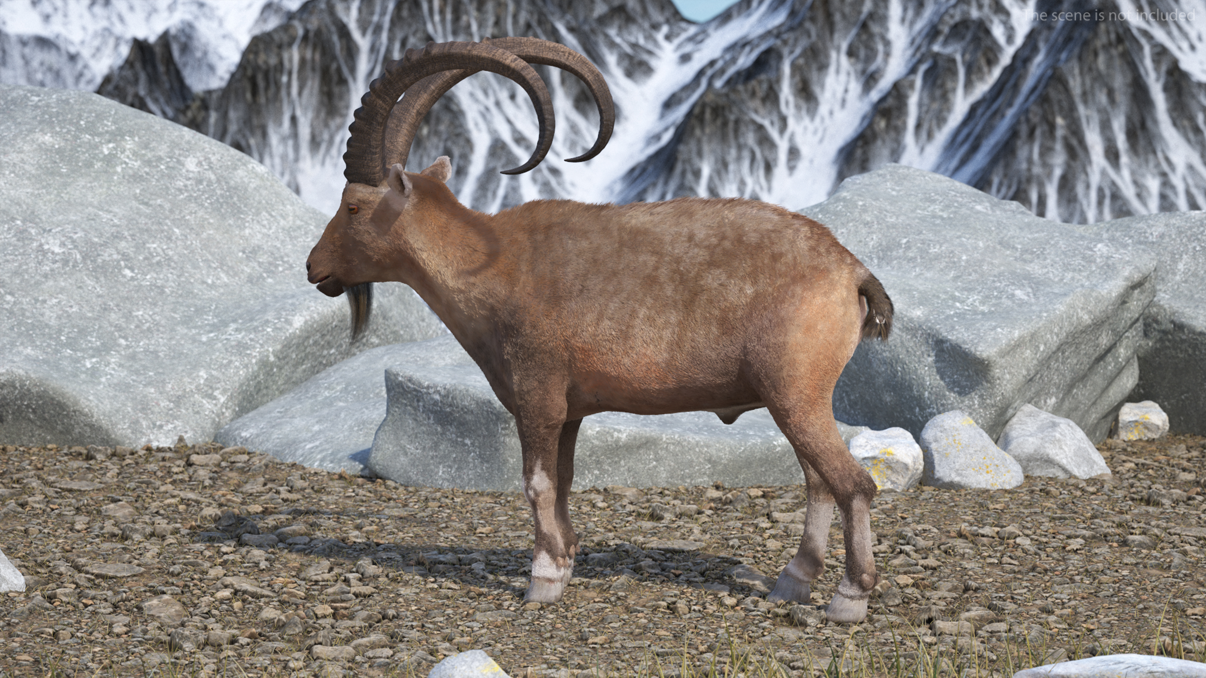 Alpine Ibex Fur Rigged 3D