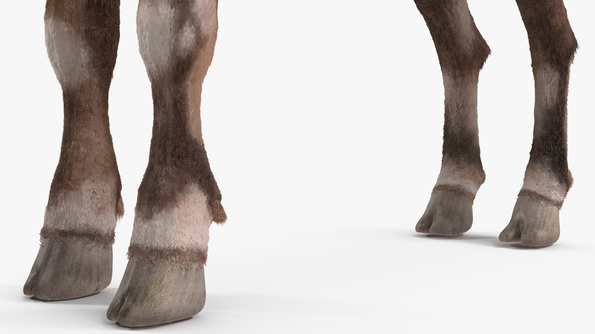 Alpine Ibex Fur Rigged 3D