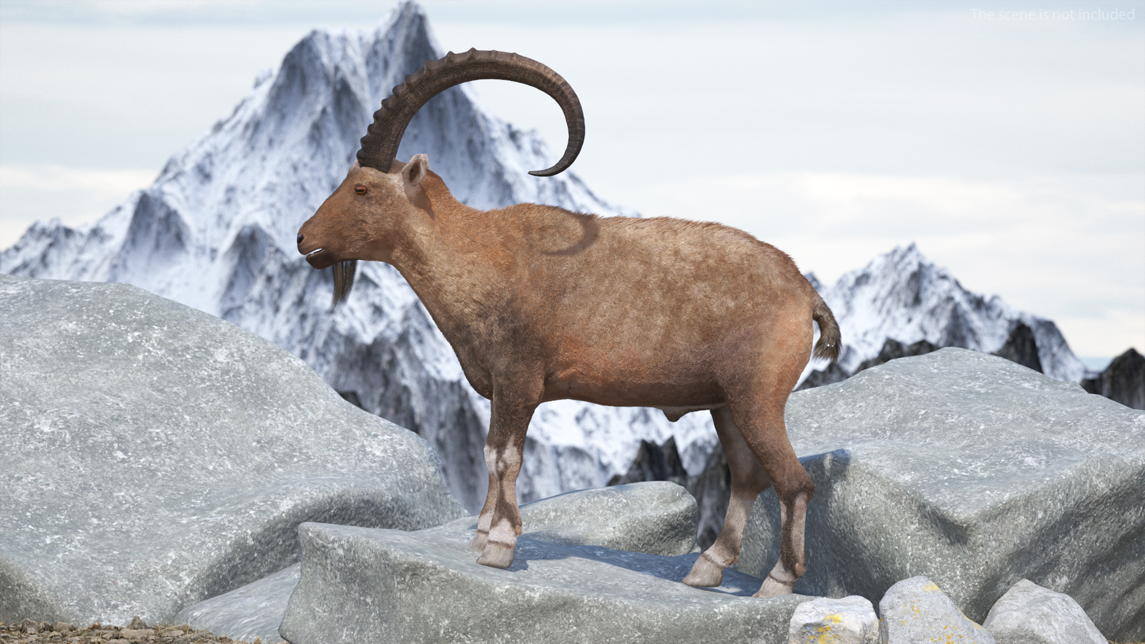 Alpine Ibex Fur Rigged 3D