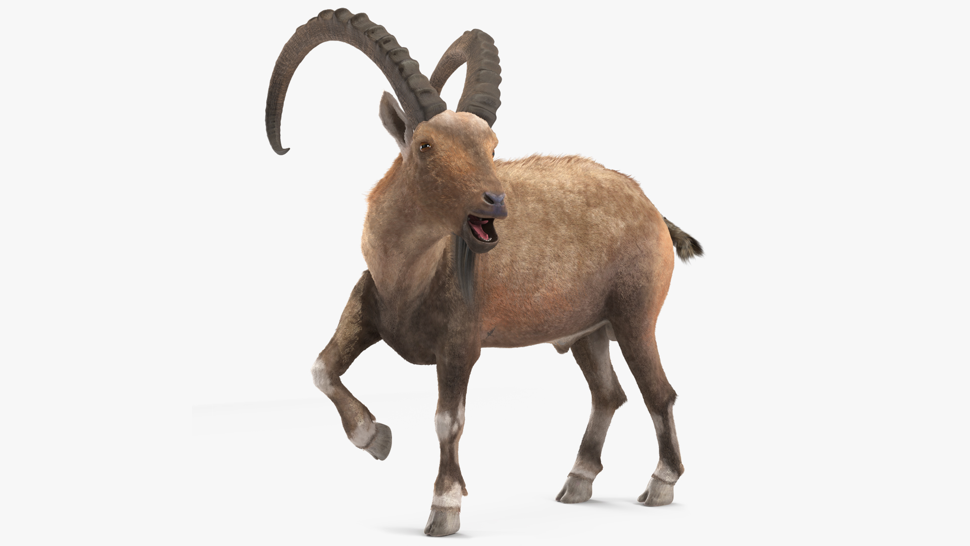 Alpine Ibex Fur Rigged 3D