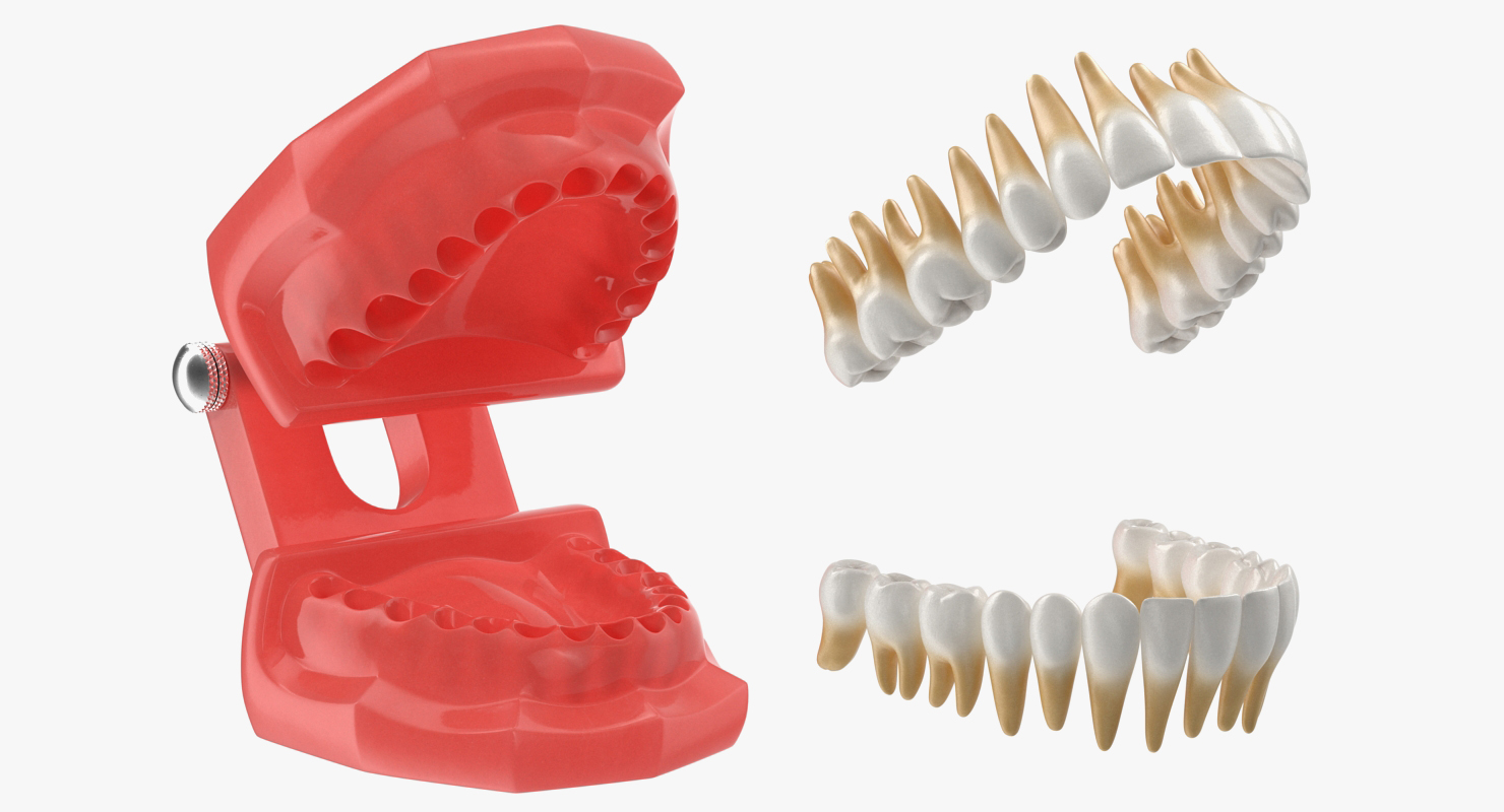 3D model Typodont Teeth Model