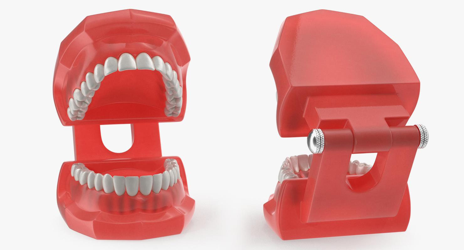 3D model Typodont Teeth Model