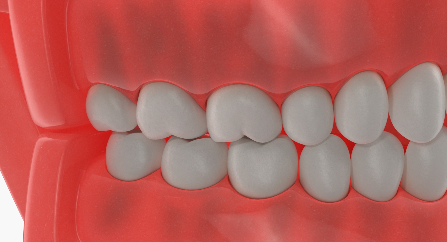 3D model Typodont Teeth Model