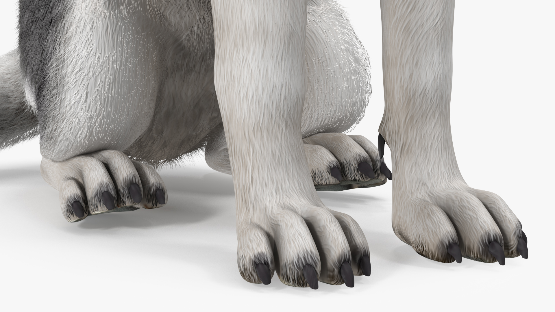 Sitting Husky Dog Black and White Fur 3D