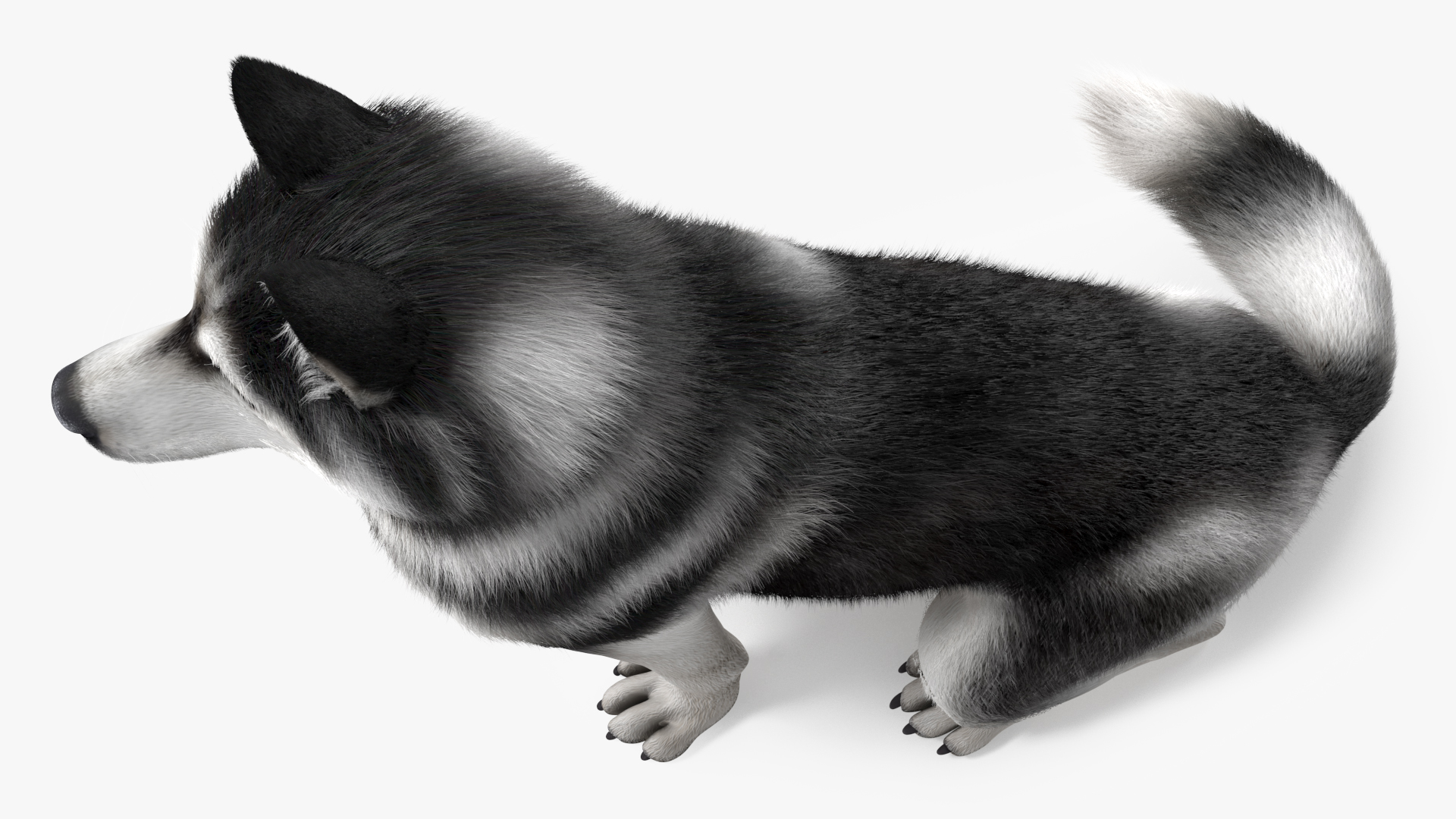 Sitting Husky Dog Black and White Fur 3D