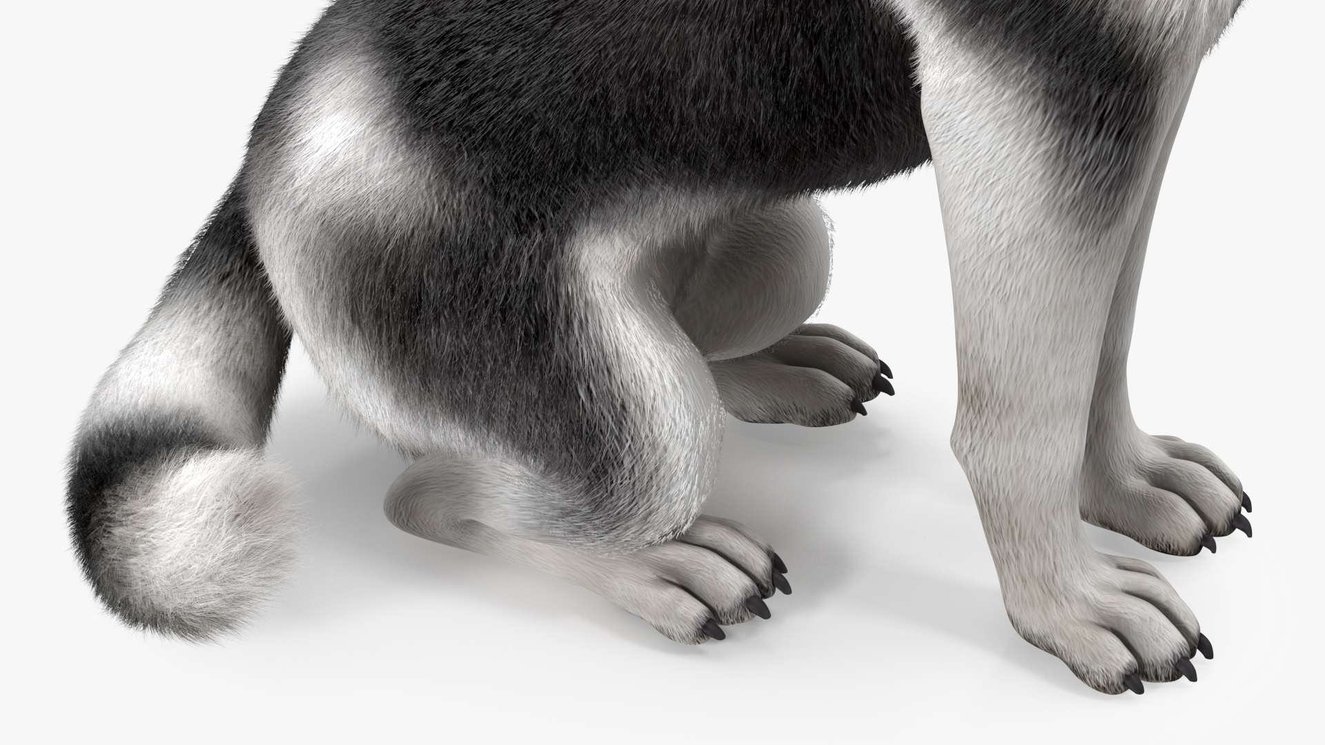 Sitting Husky Dog Black and White Fur 3D
