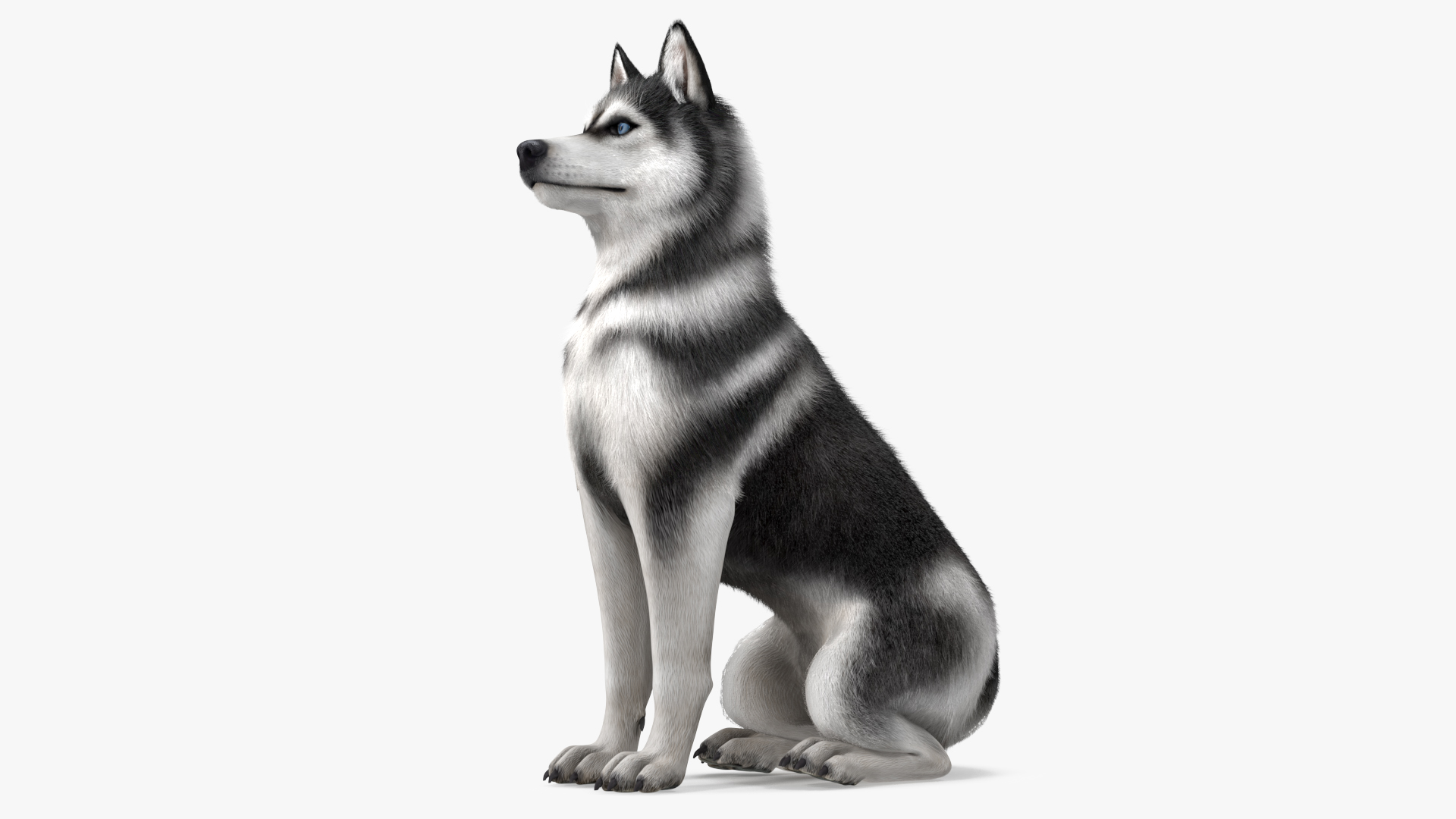 Sitting Husky Dog Black and White Fur 3D