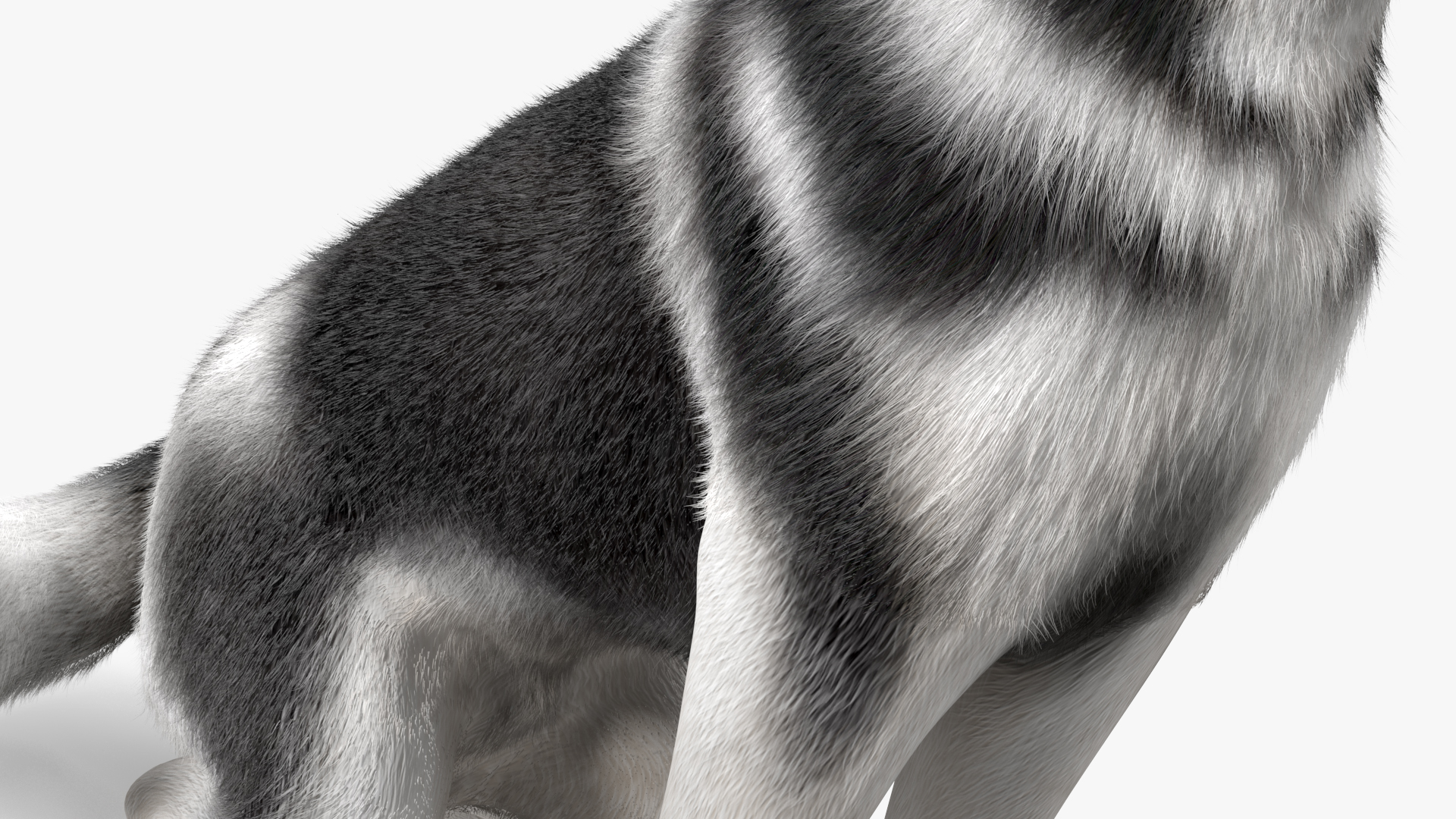 Sitting Husky Dog Black and White Fur 3D