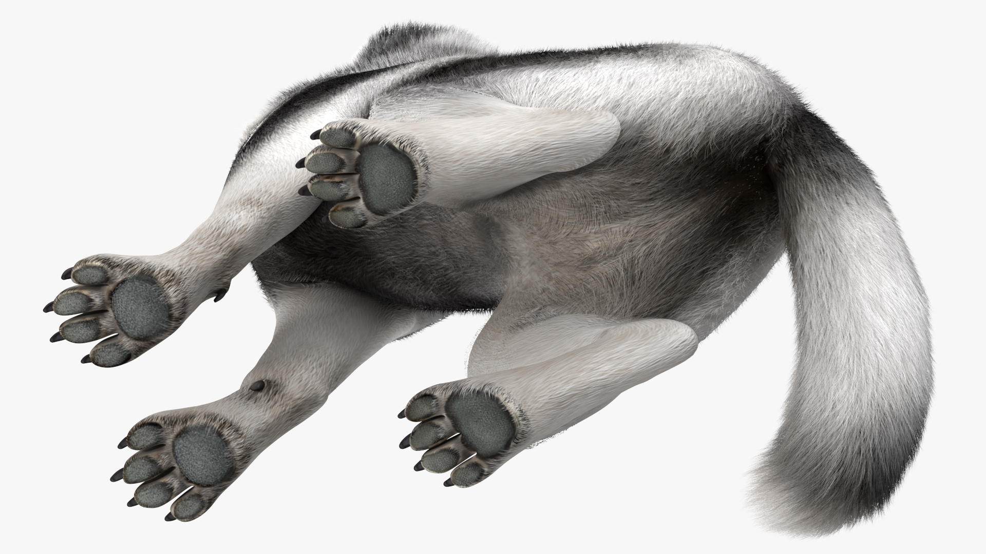 Sitting Husky Dog Black and White Fur 3D