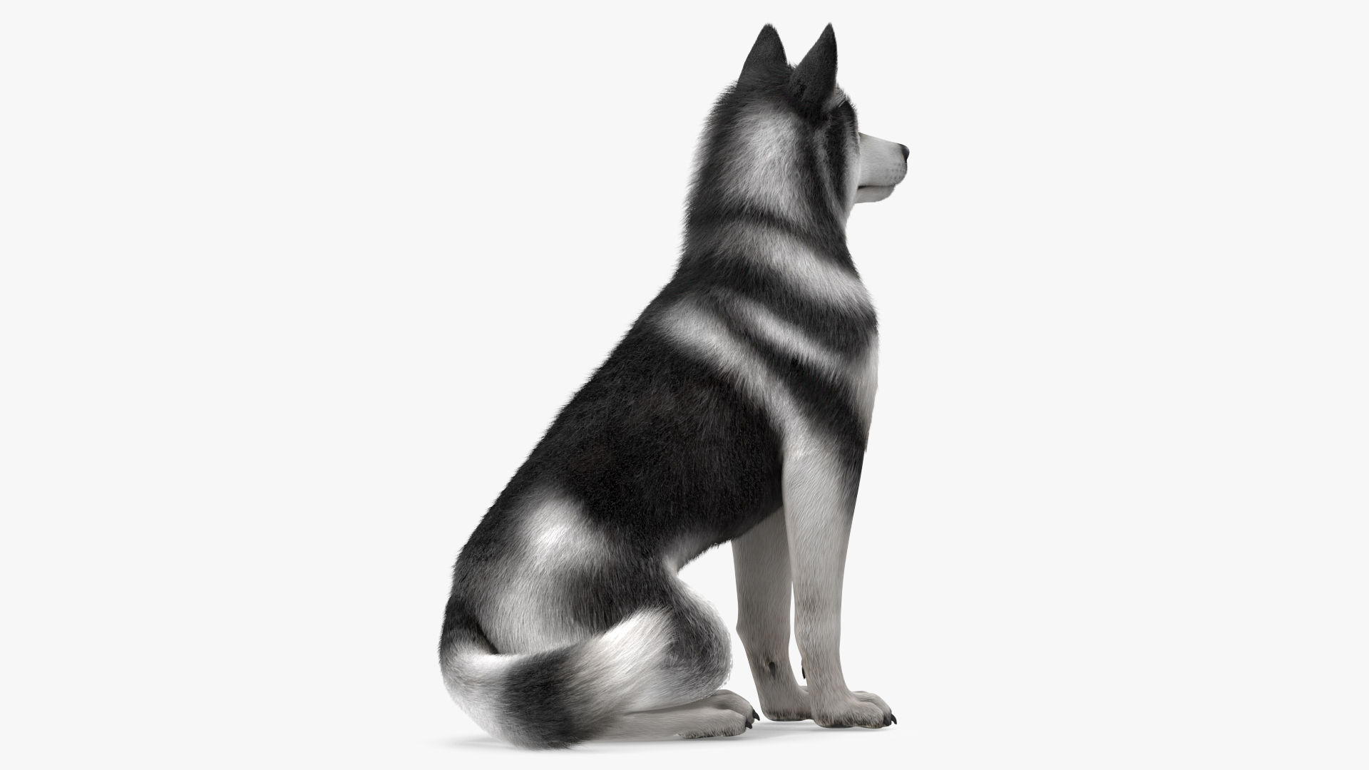 Sitting Husky Dog Black and White Fur 3D