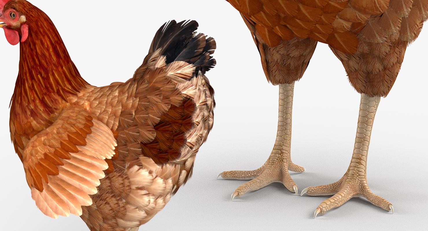 3D Brown Chicken model