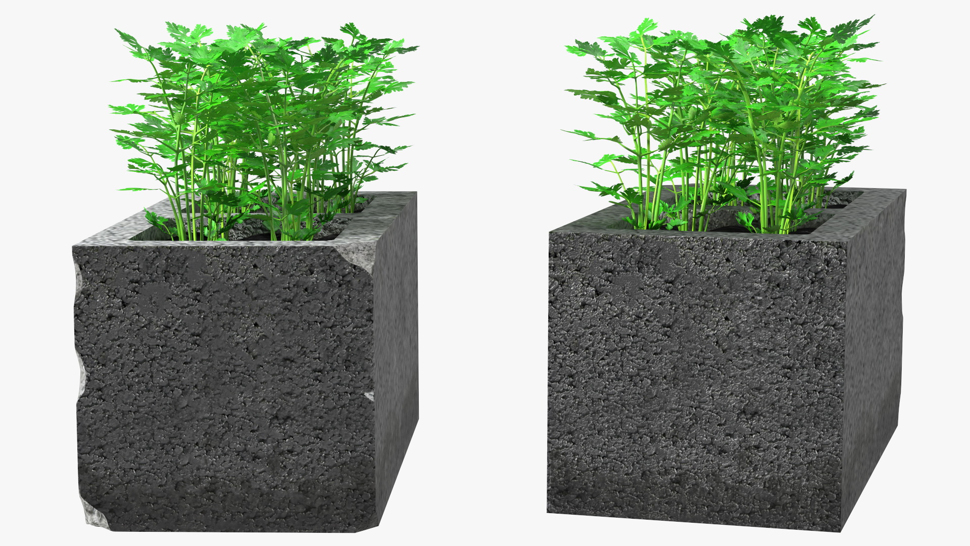 Cinder Block Garden with Parsley 3D