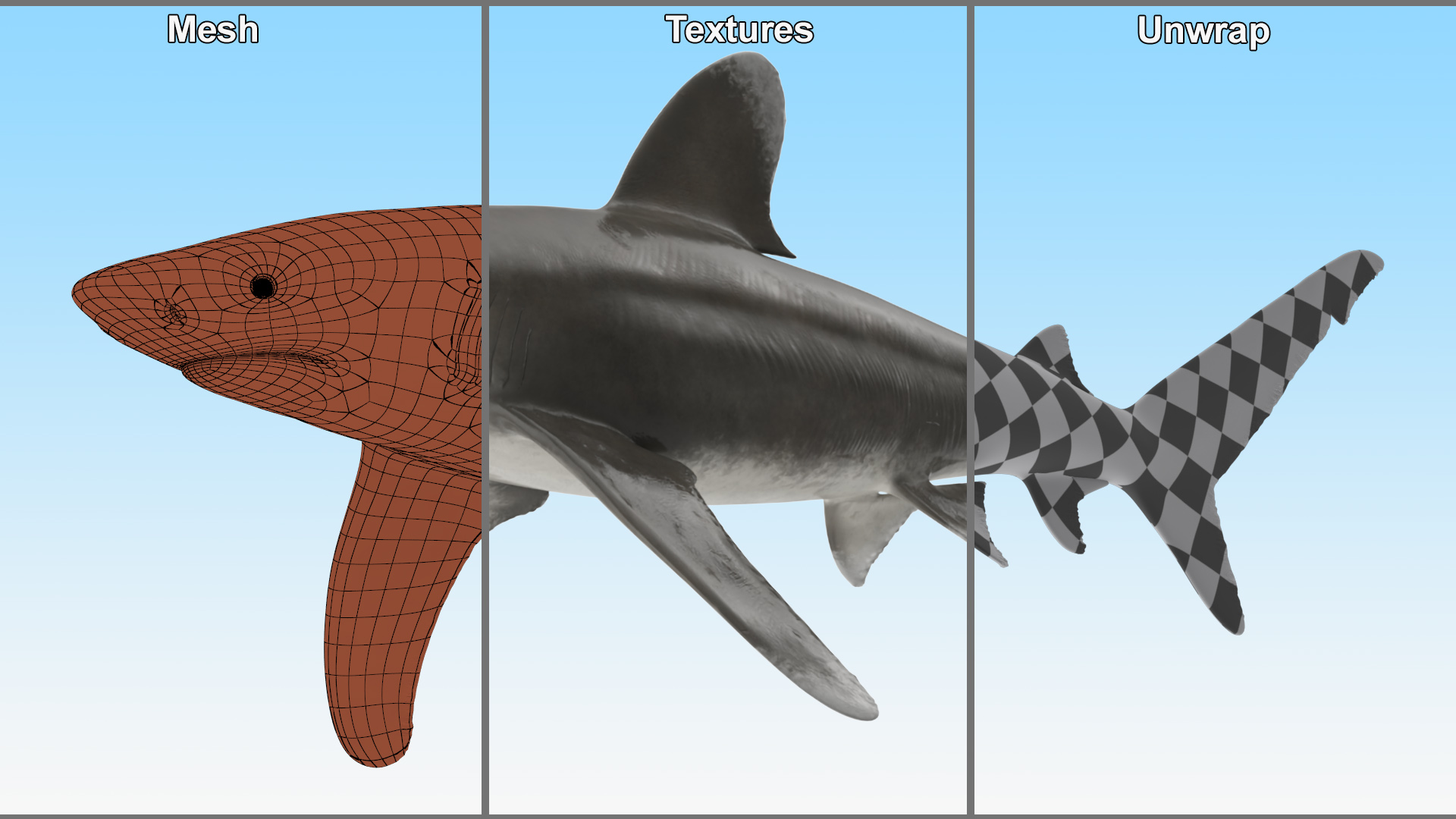 Carcharhinus Longimanus Shark 3D model
