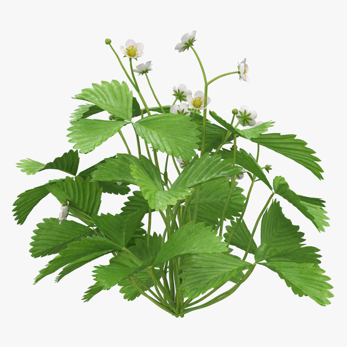 Blooming Strawberry Bush, view 3