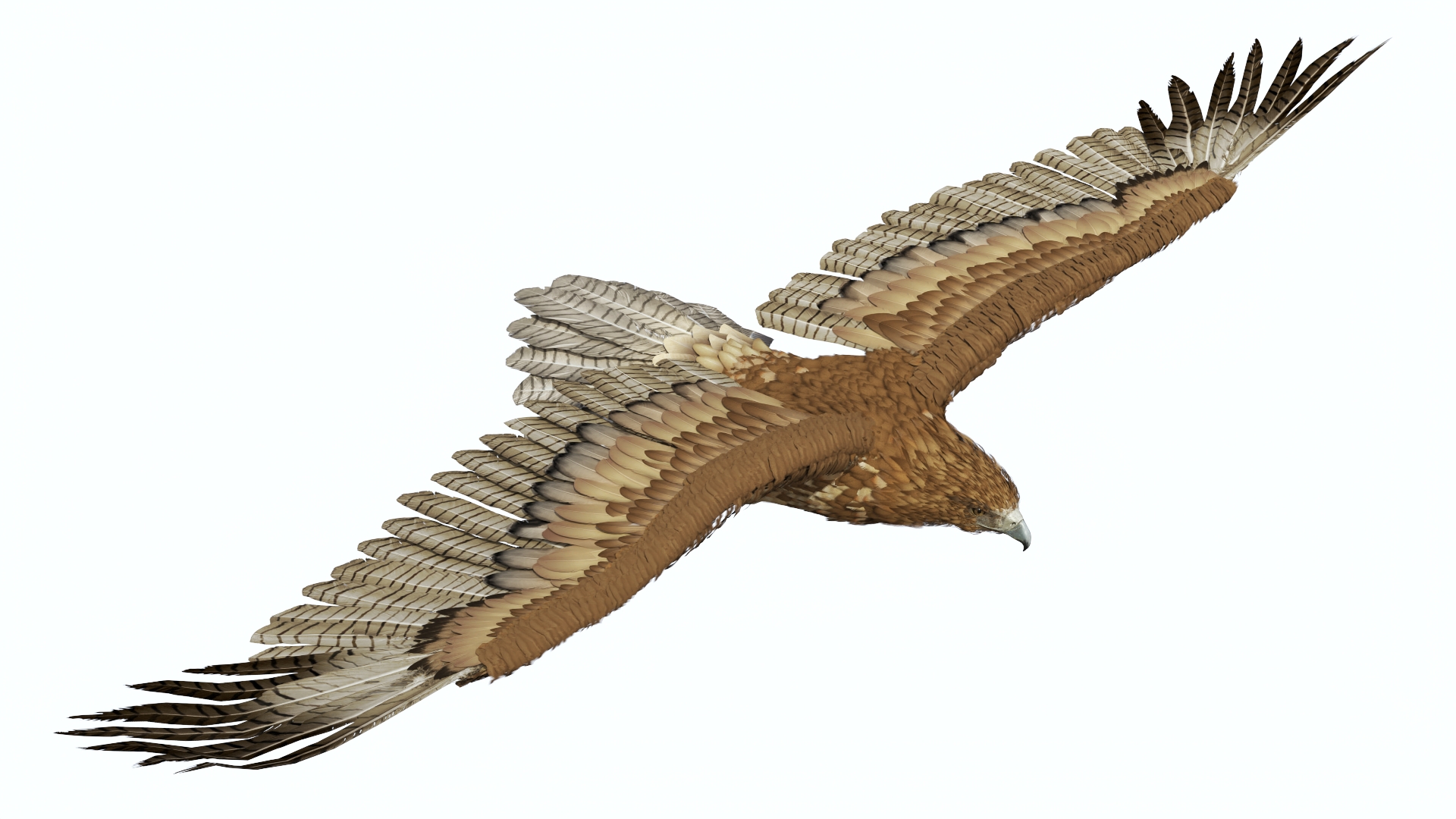Realistic Flying Gurney Eagle 3D model