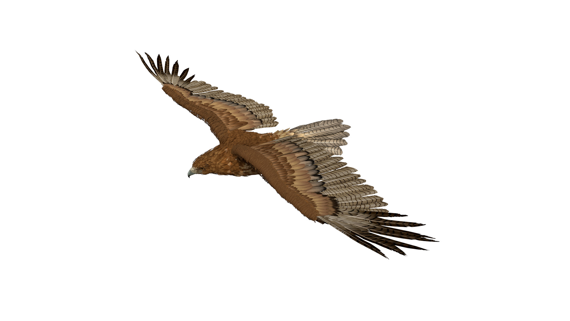Realistic Flying Gurney Eagle 3D model