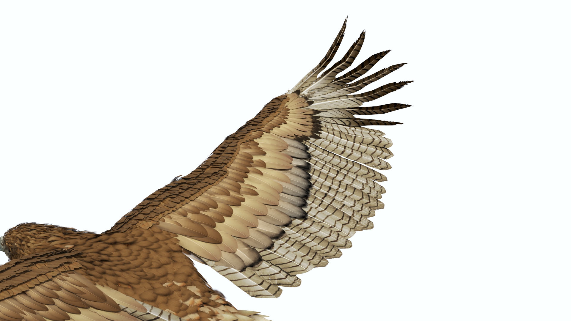 Realistic Flying Gurney Eagle 3D model