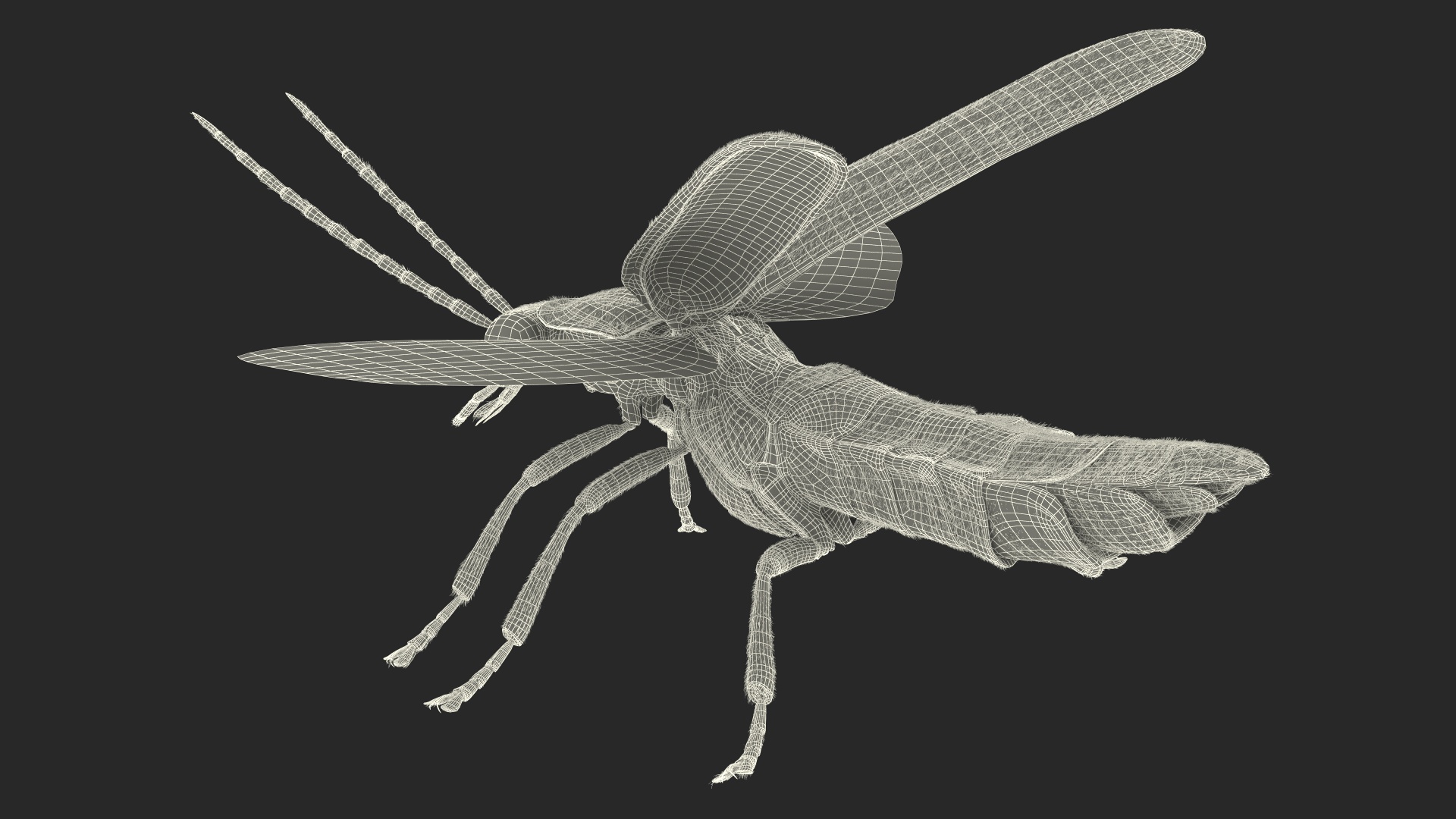 3D Photinus Pyralis Basic Pose Fur