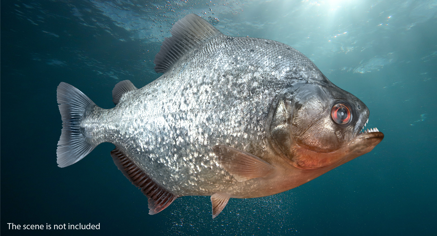 Piranha 3D model