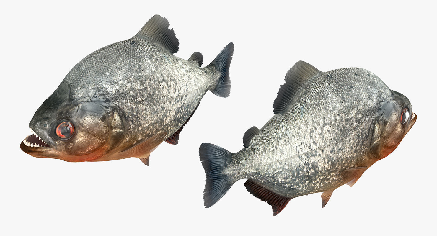 Piranha 3D model