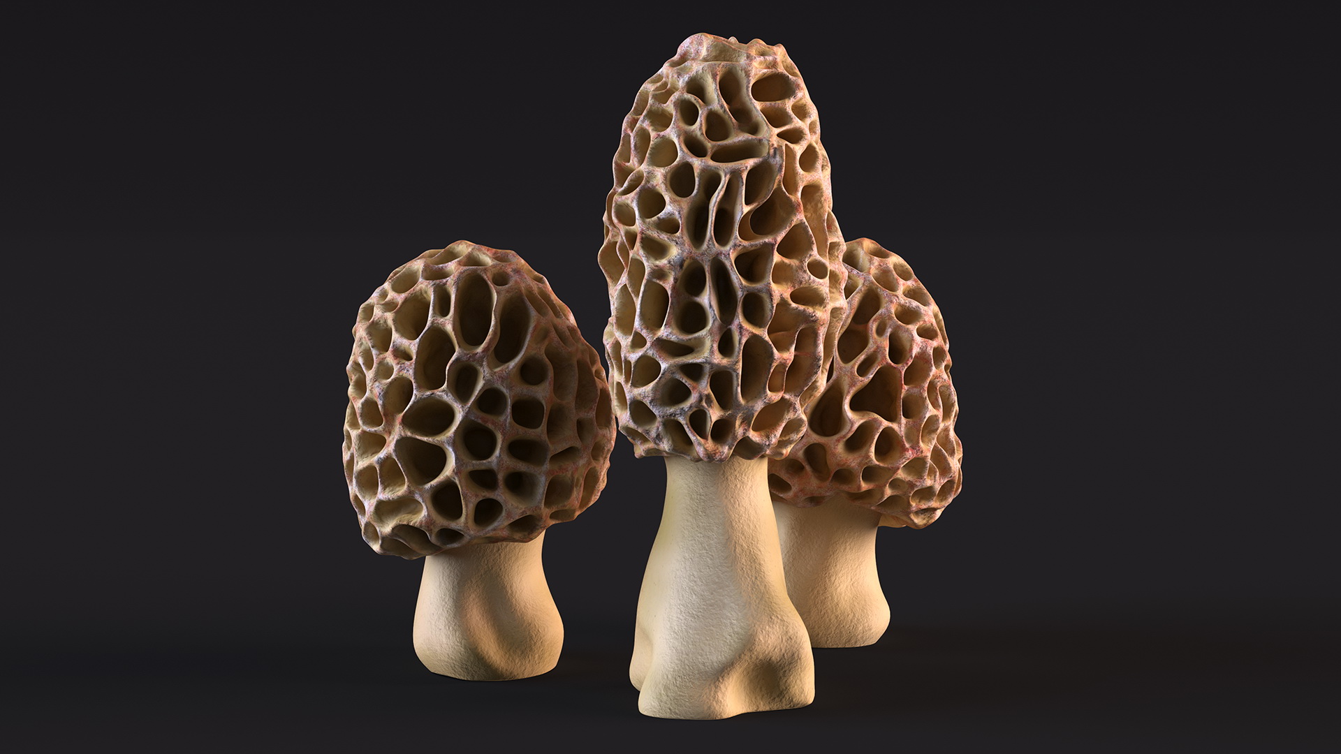 3D model Morel Mushrooms