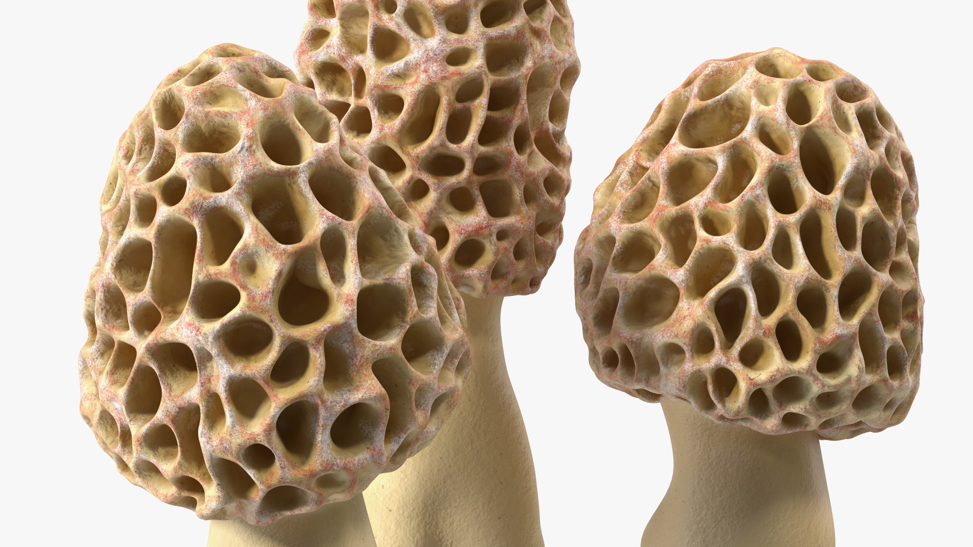 3D model Morel Mushrooms