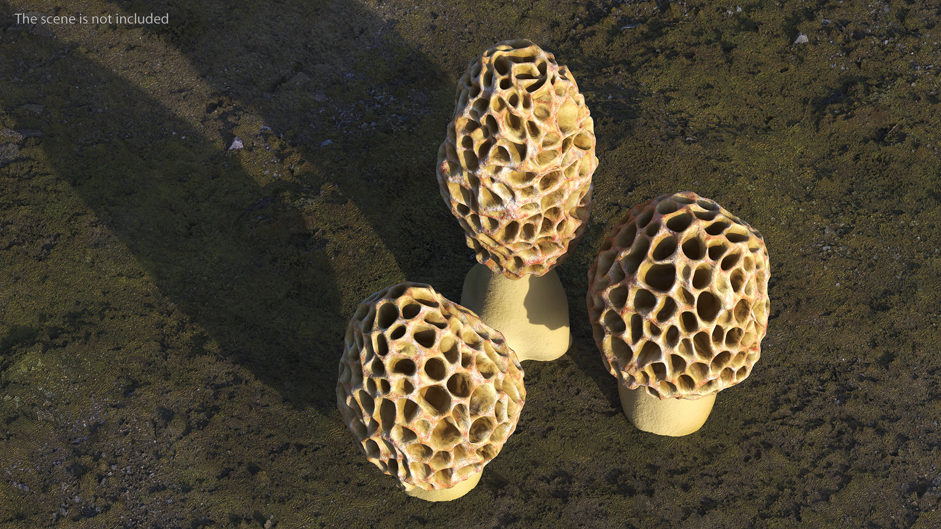 3D model Morel Mushrooms