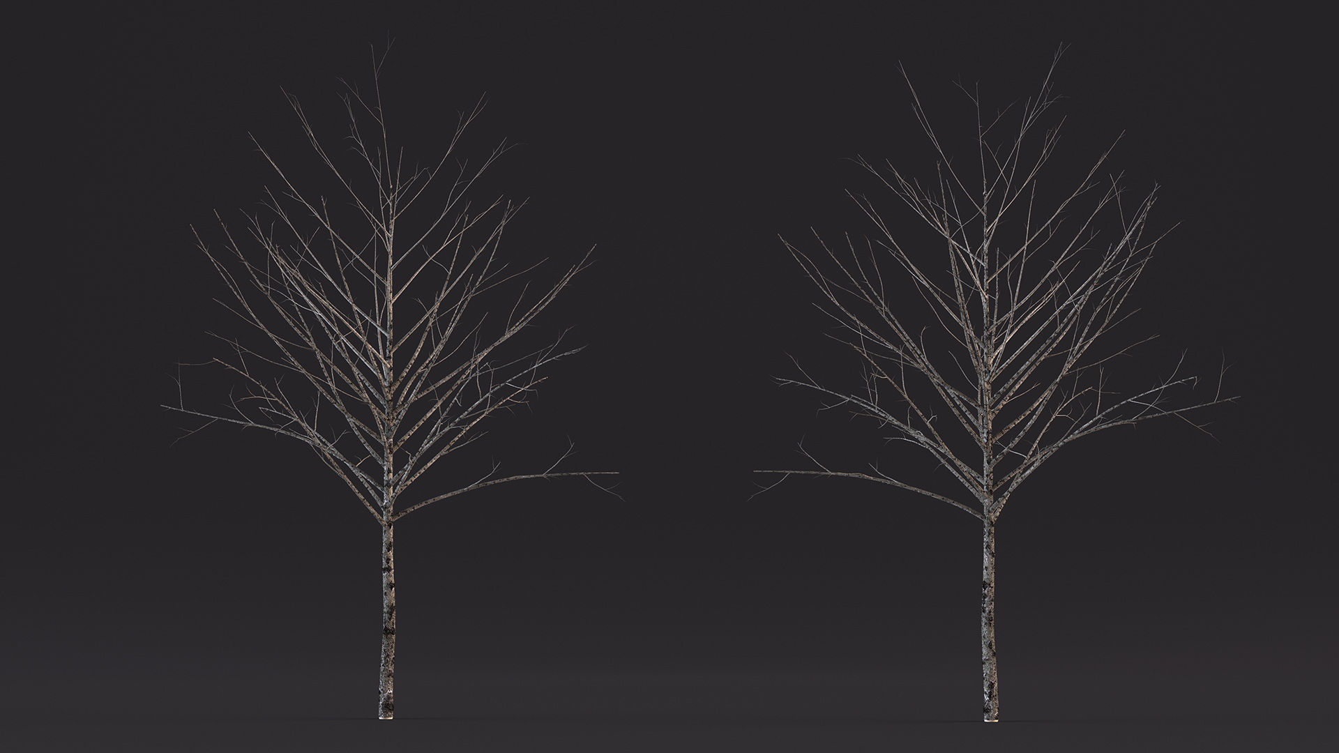 3D Bare Winter Tree
