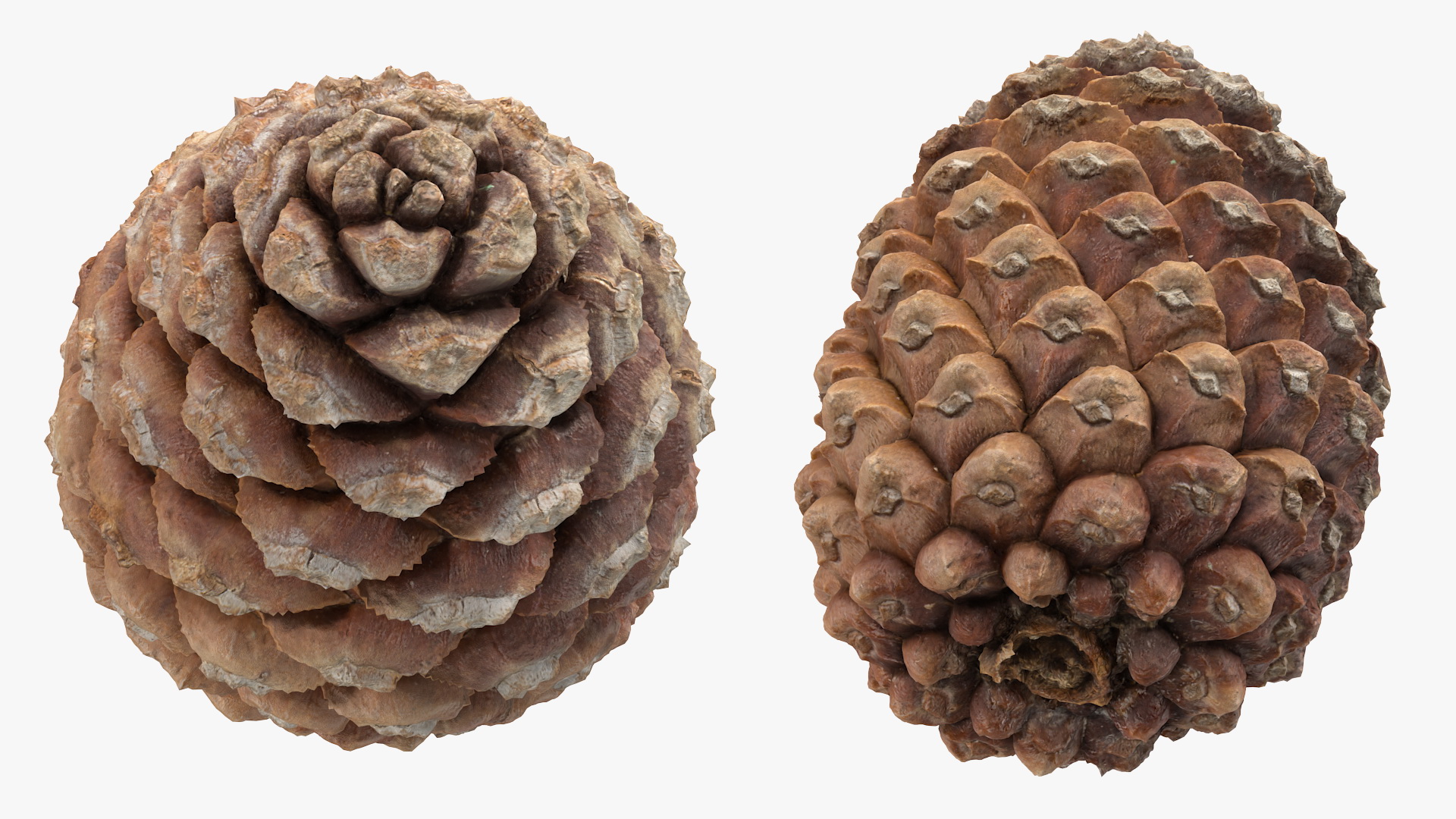Pine Branch with Cones 3D