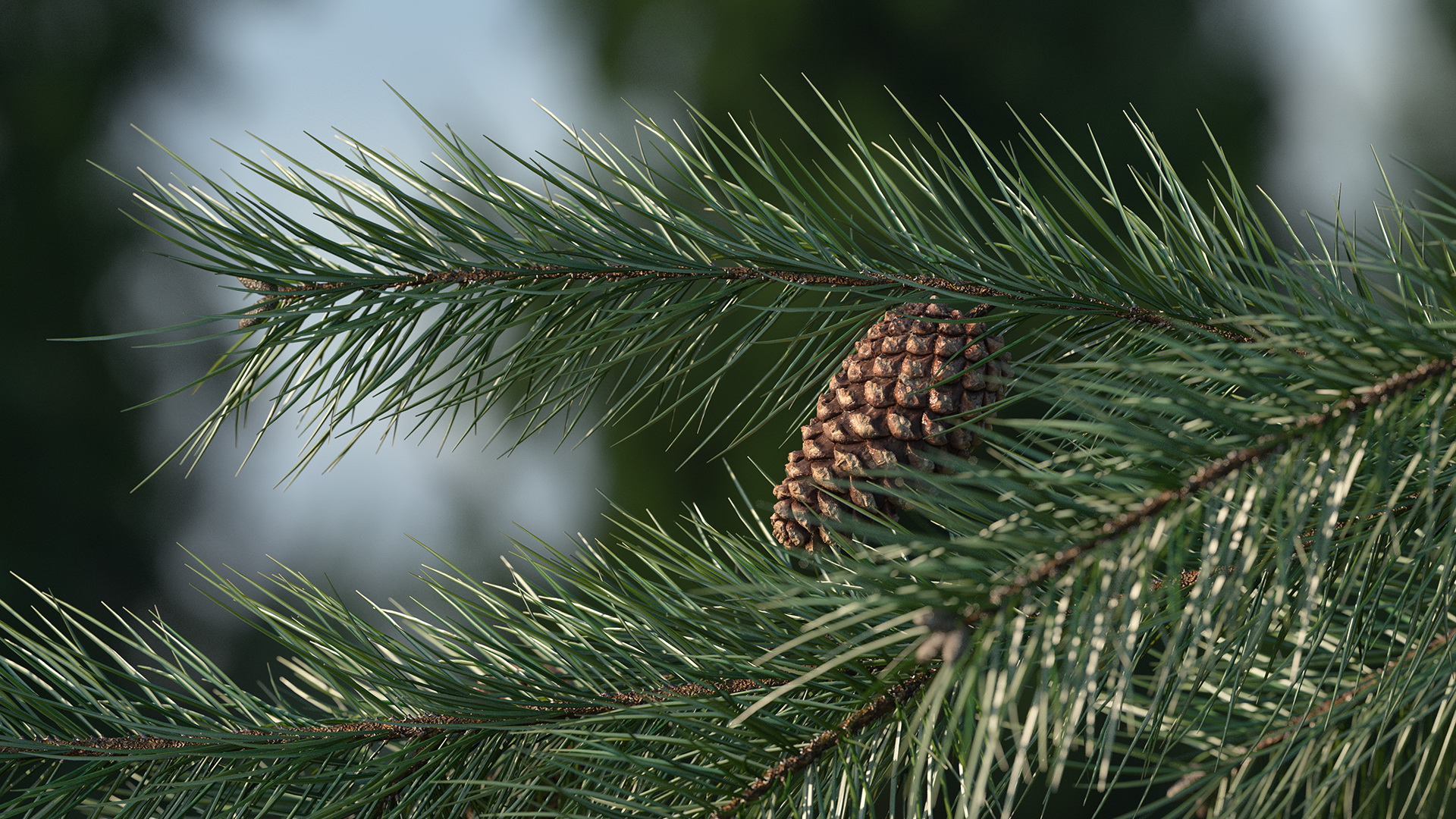Pine Branch with Cones 3D