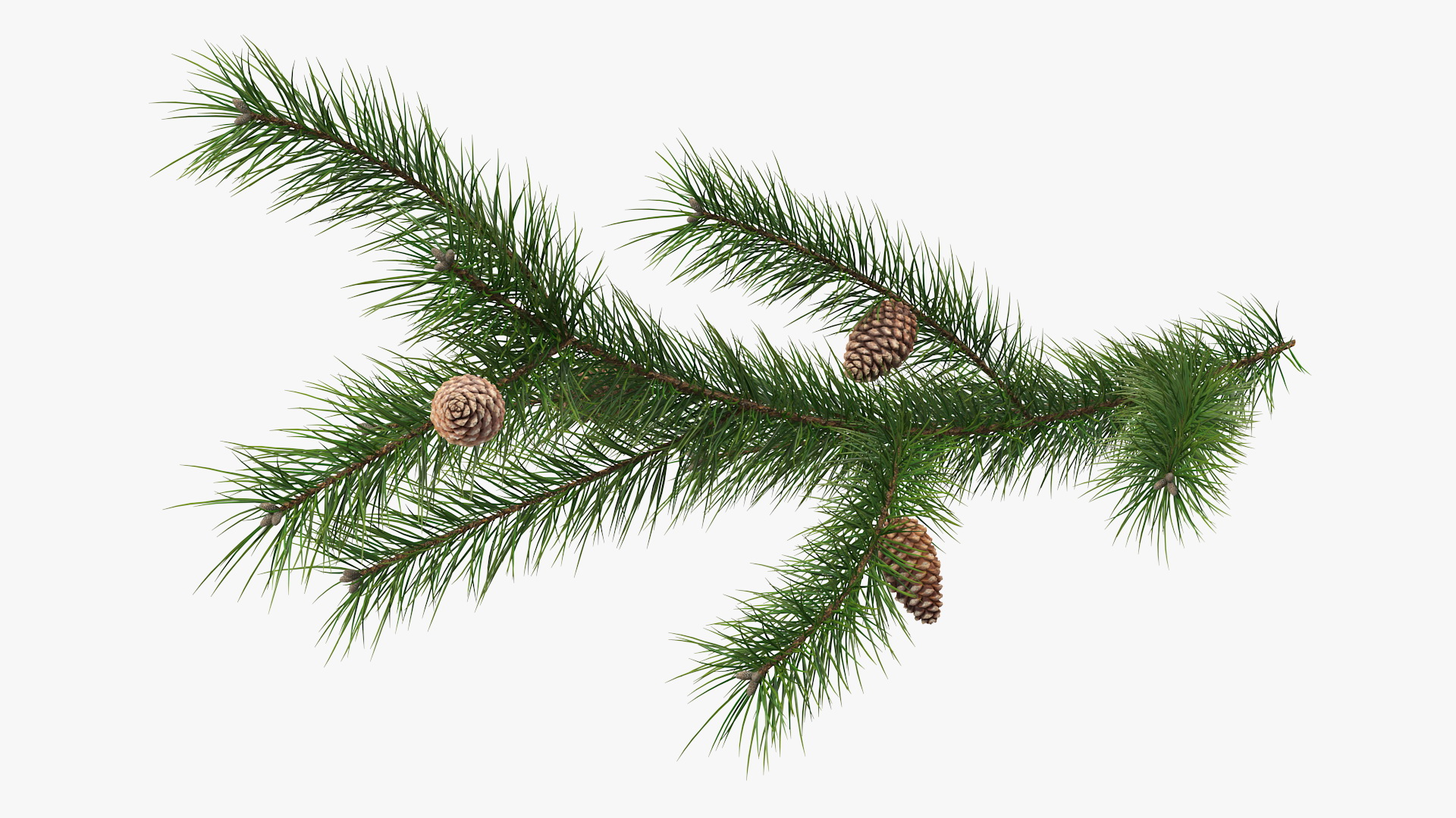 Pine Branch with Cones 3D