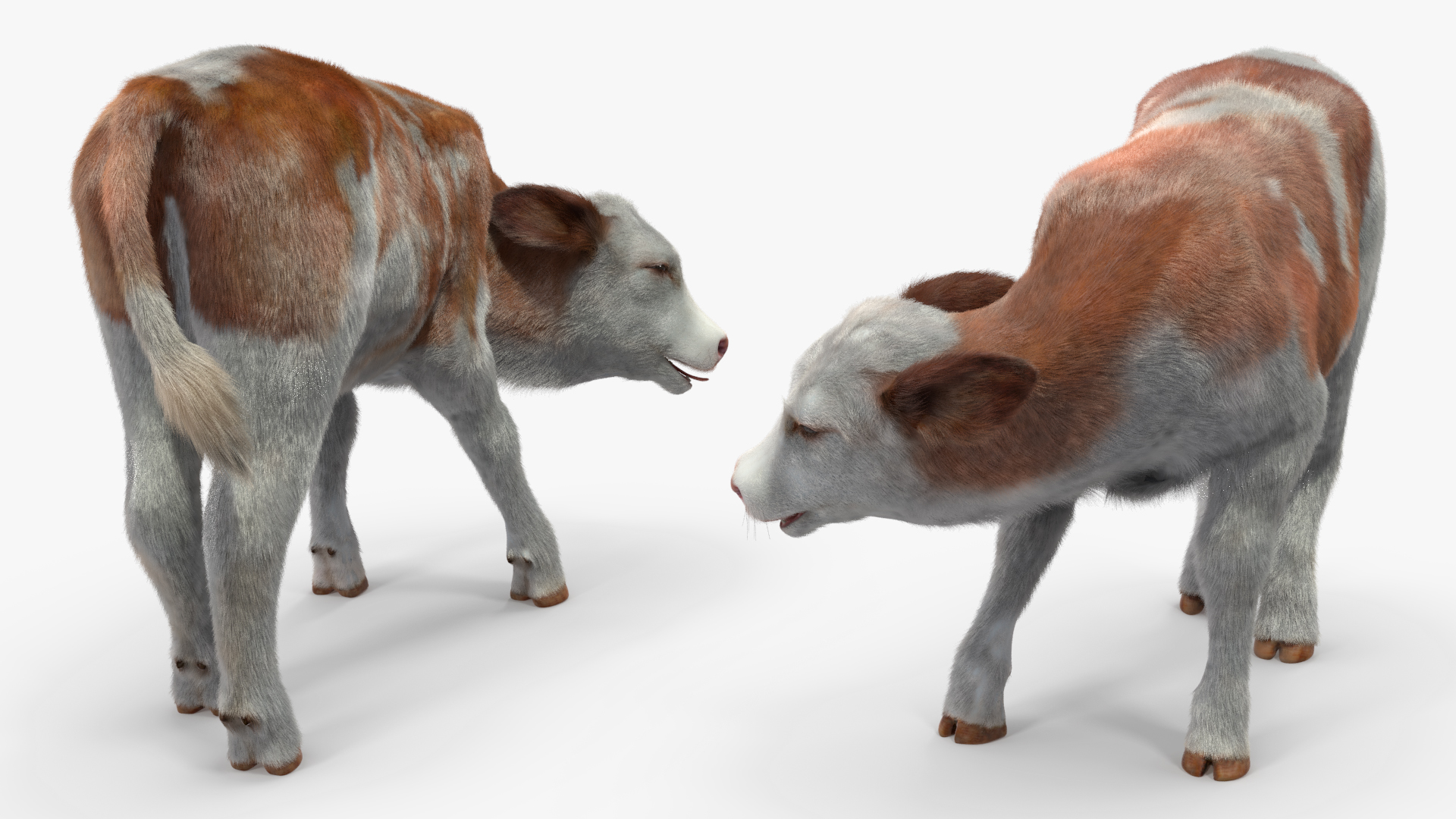 Cow Calf Fur Rigged 3D model