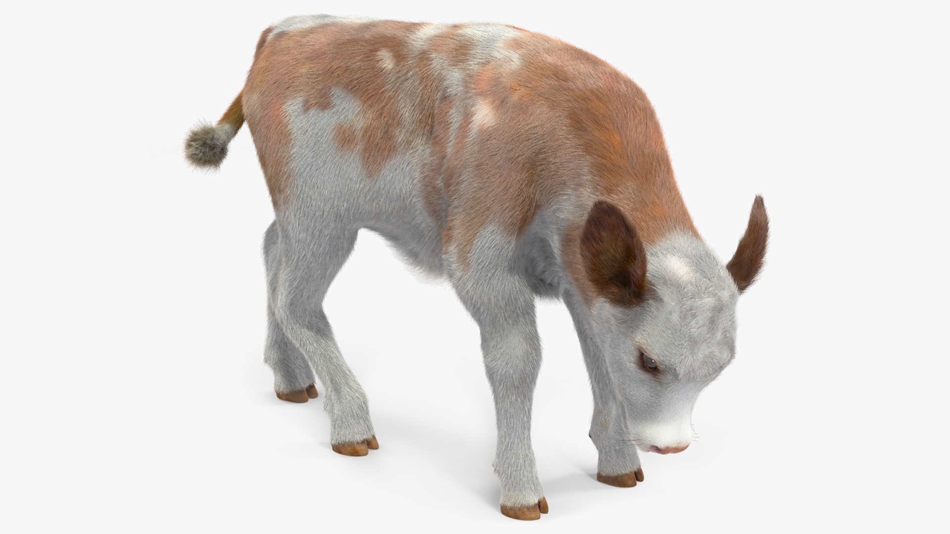 Cow Calf Fur Rigged 3D model