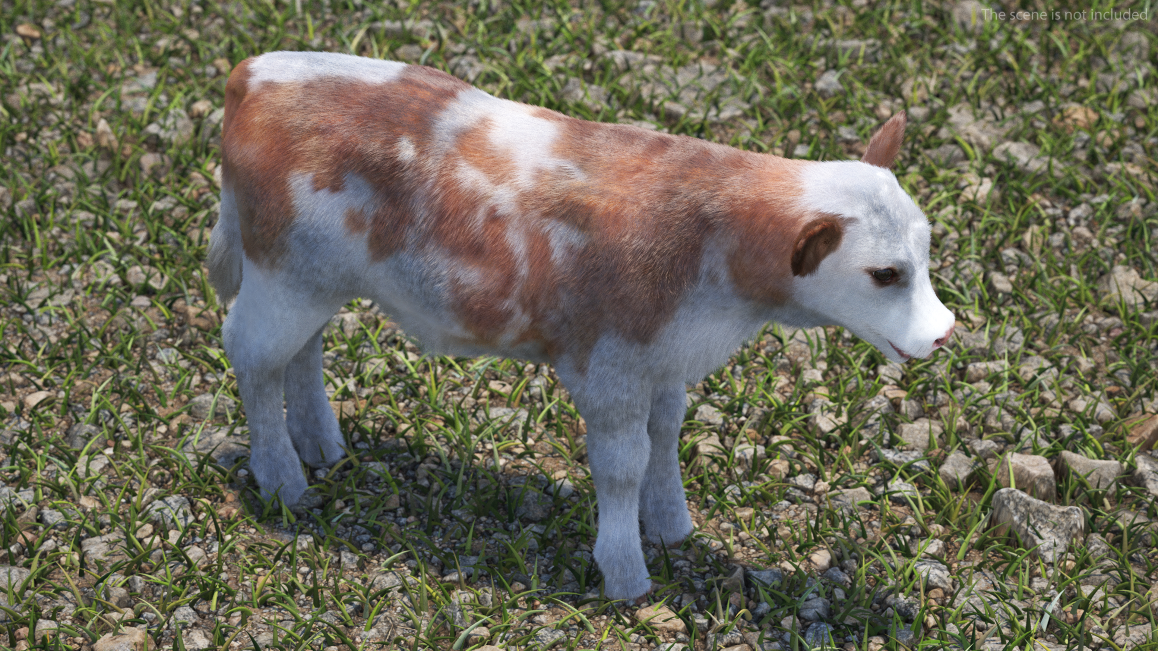 Cow Calf Fur Rigged 3D model